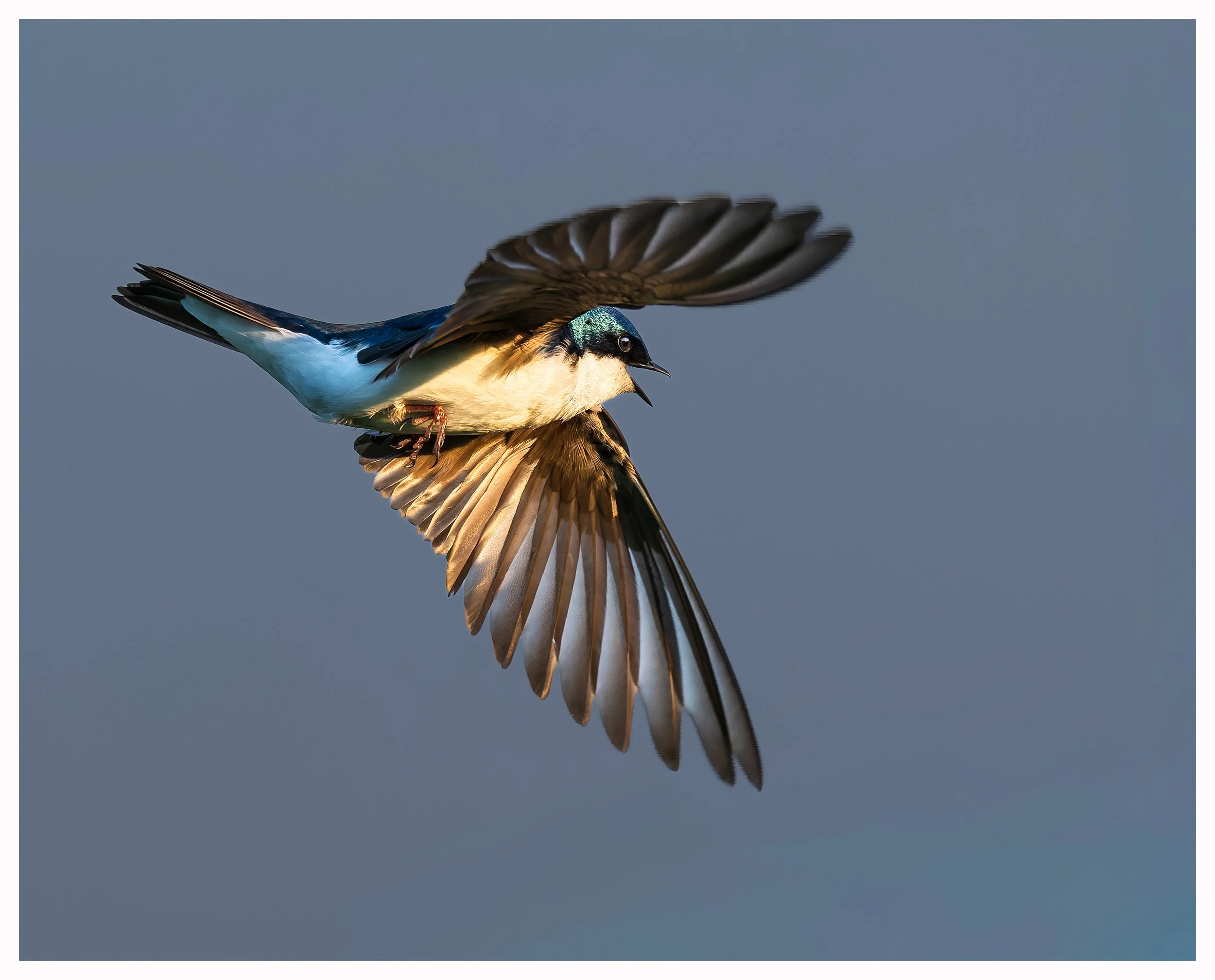 Swallow 30.jpg