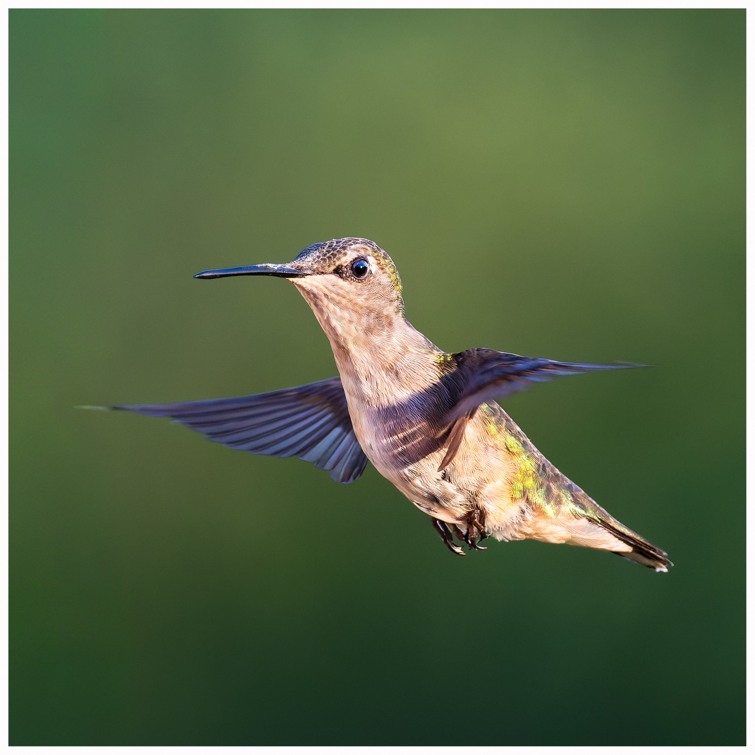 Hummingbird 8.jpg