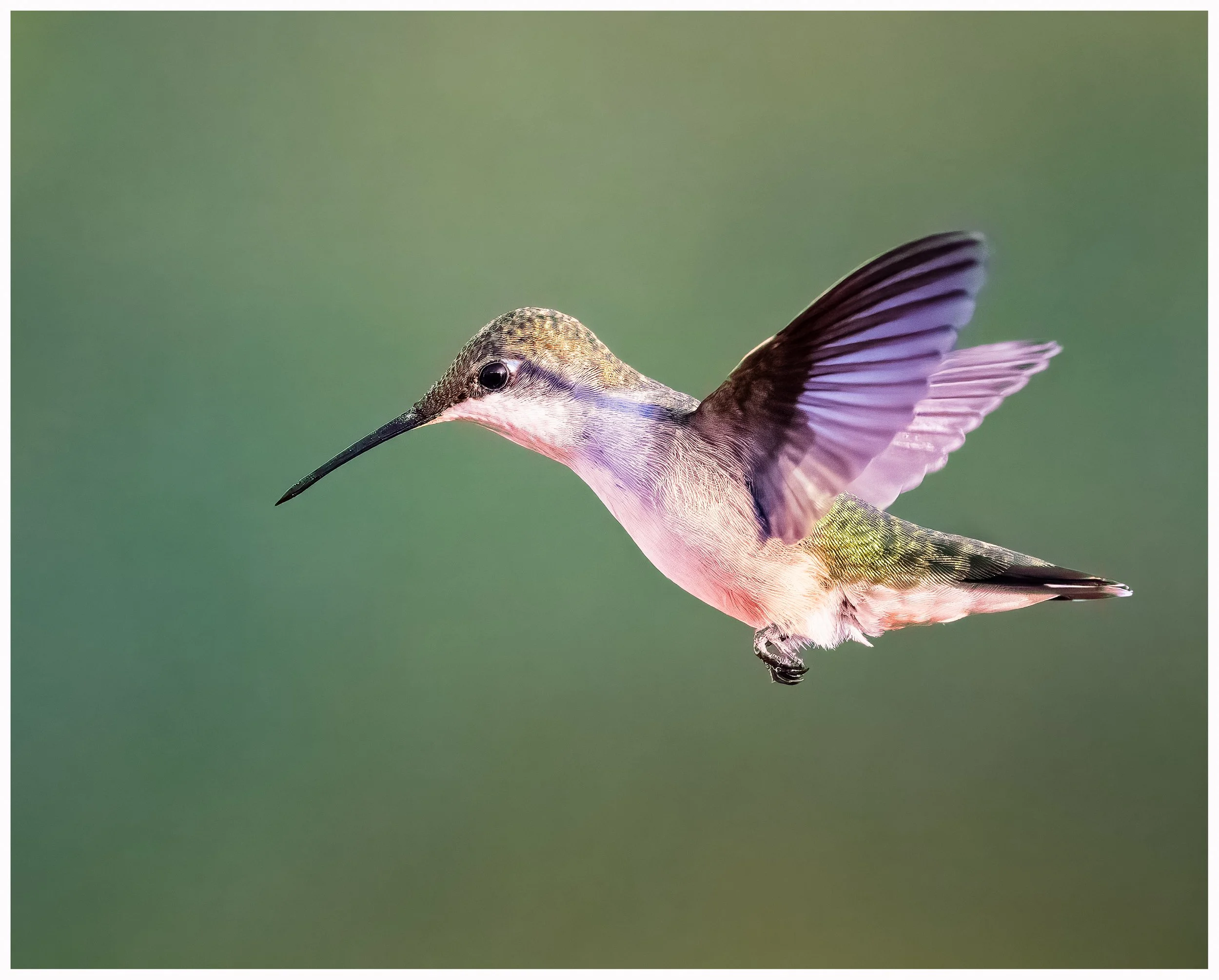 Hummingbird31-2.jpg
