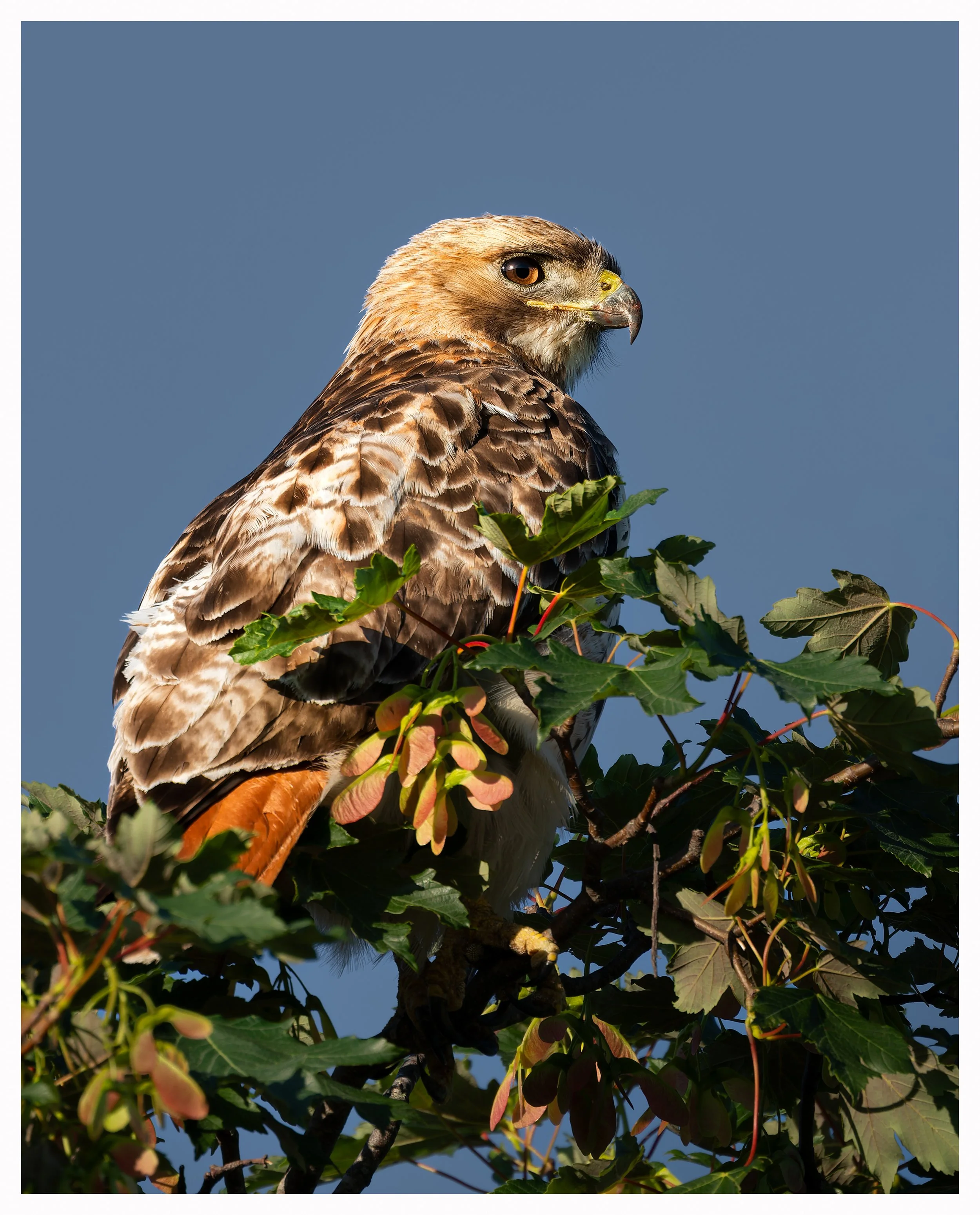 Hawk47.jpg