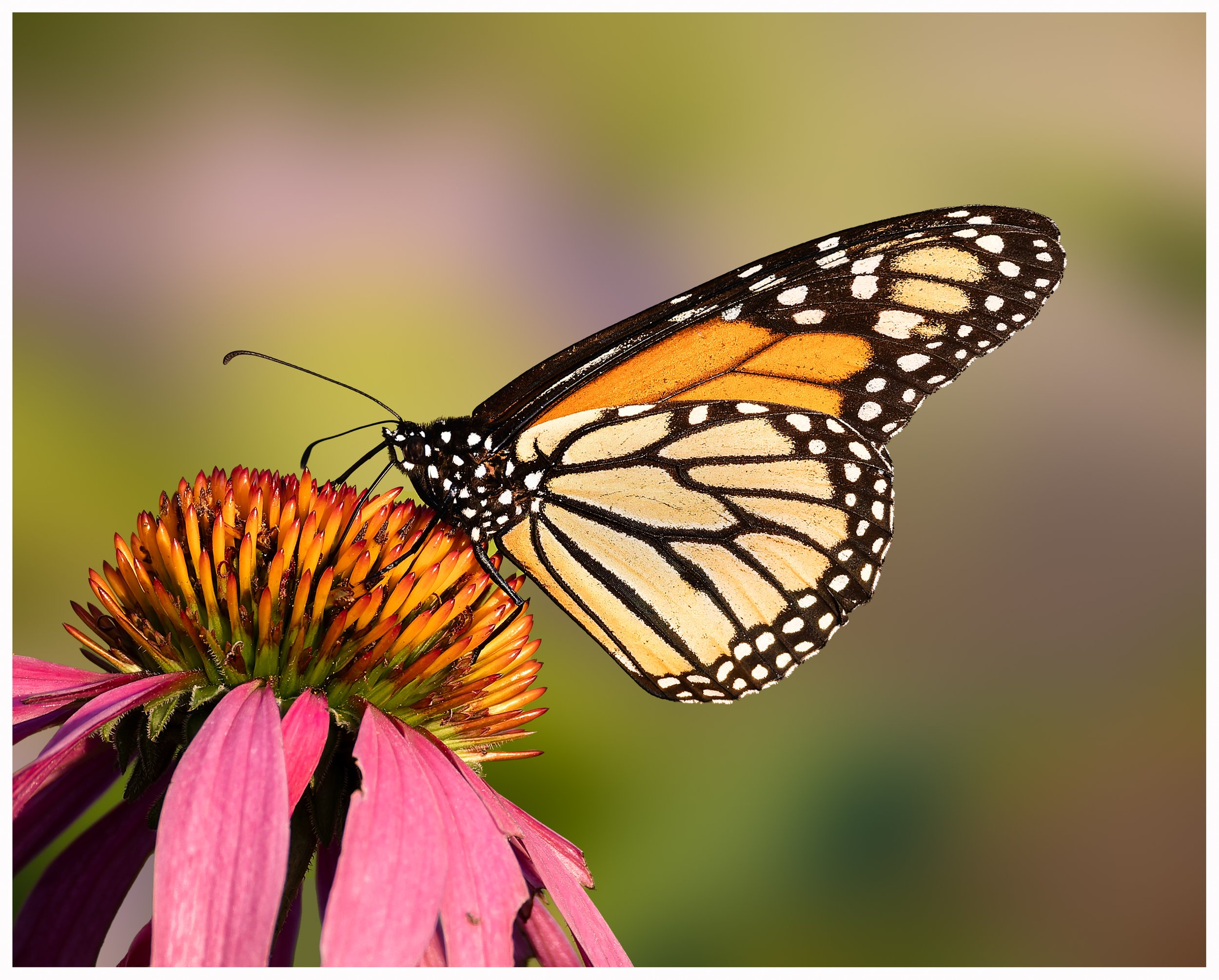 Butterfly 40.jpg