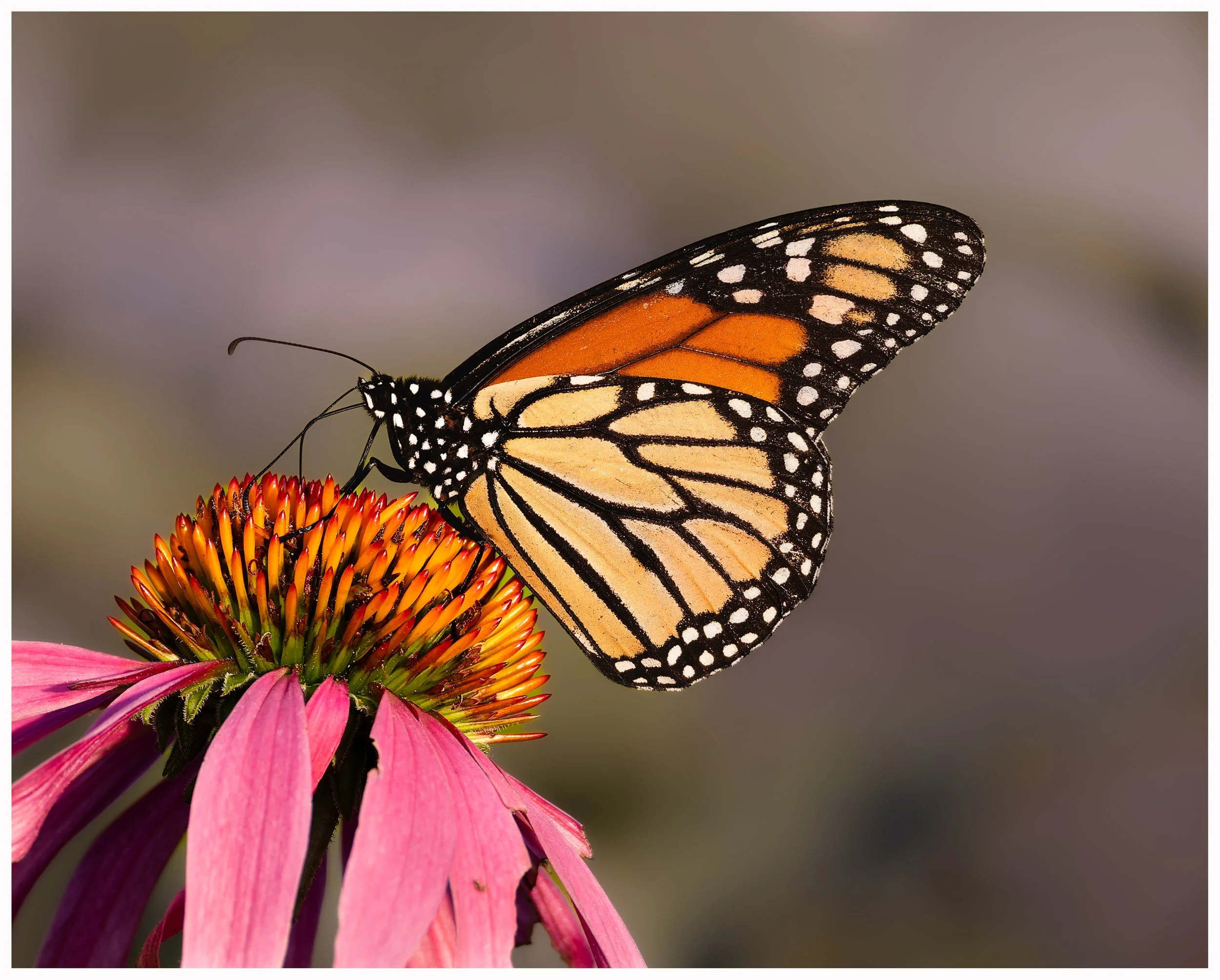 Butterfly12a.jpg