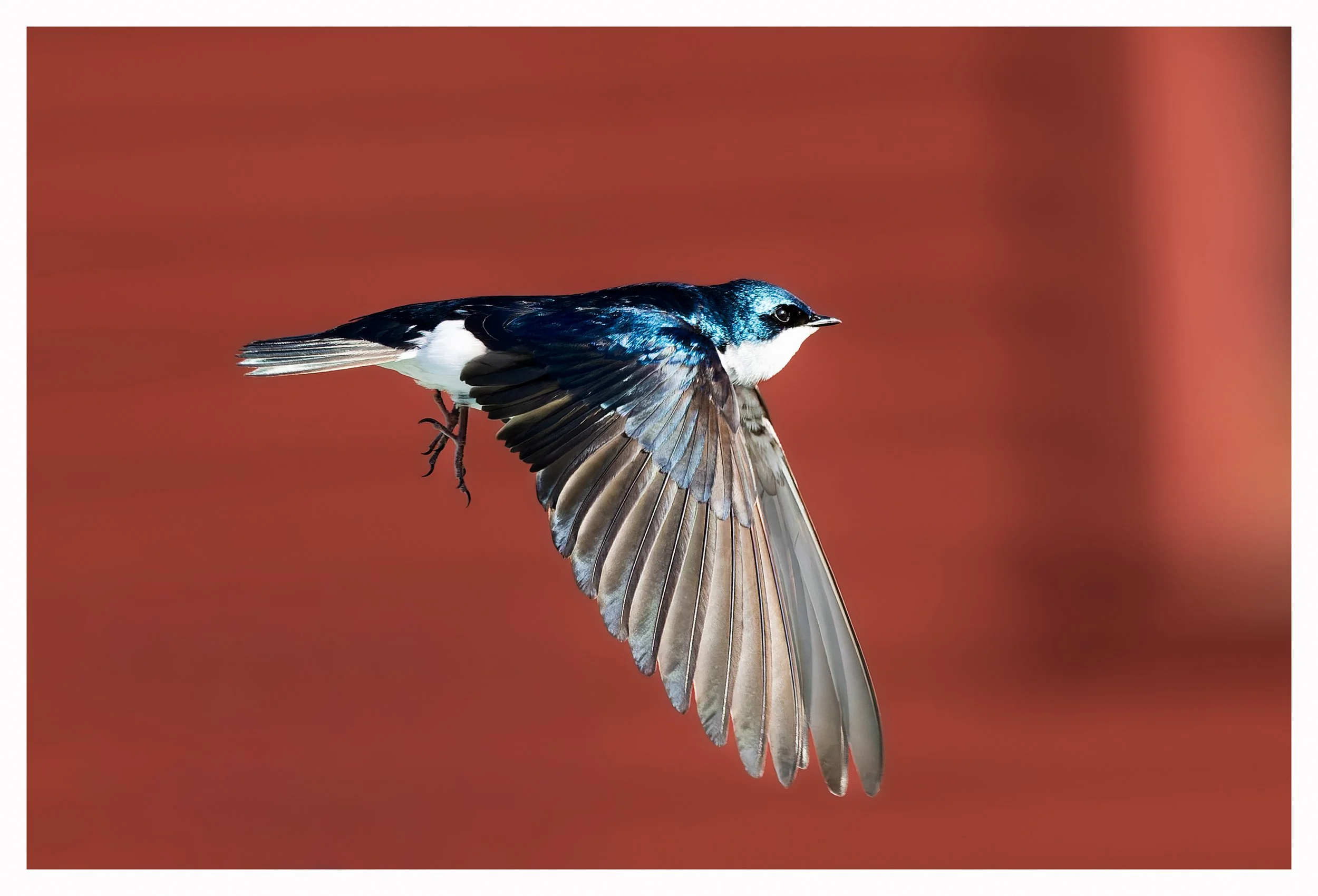 Swallow.jpg