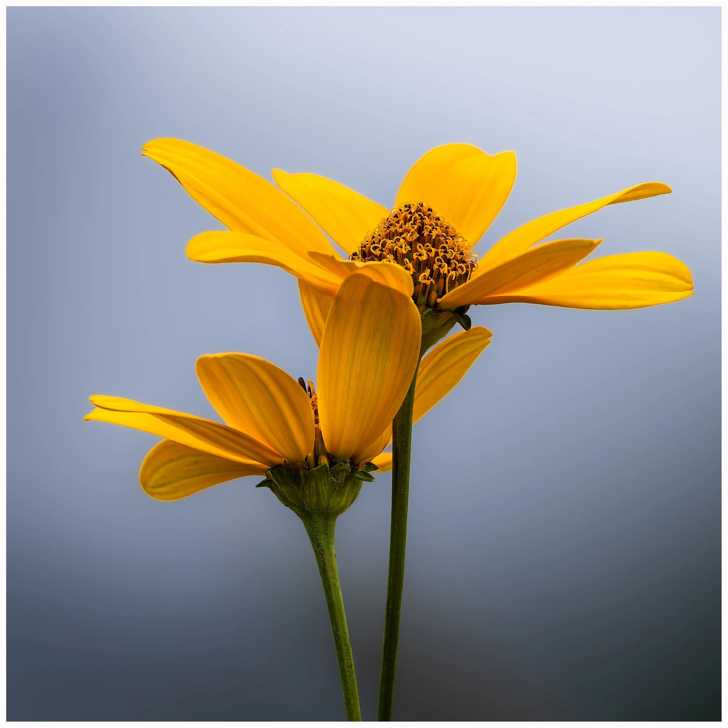 Yelloe flower9.jpg