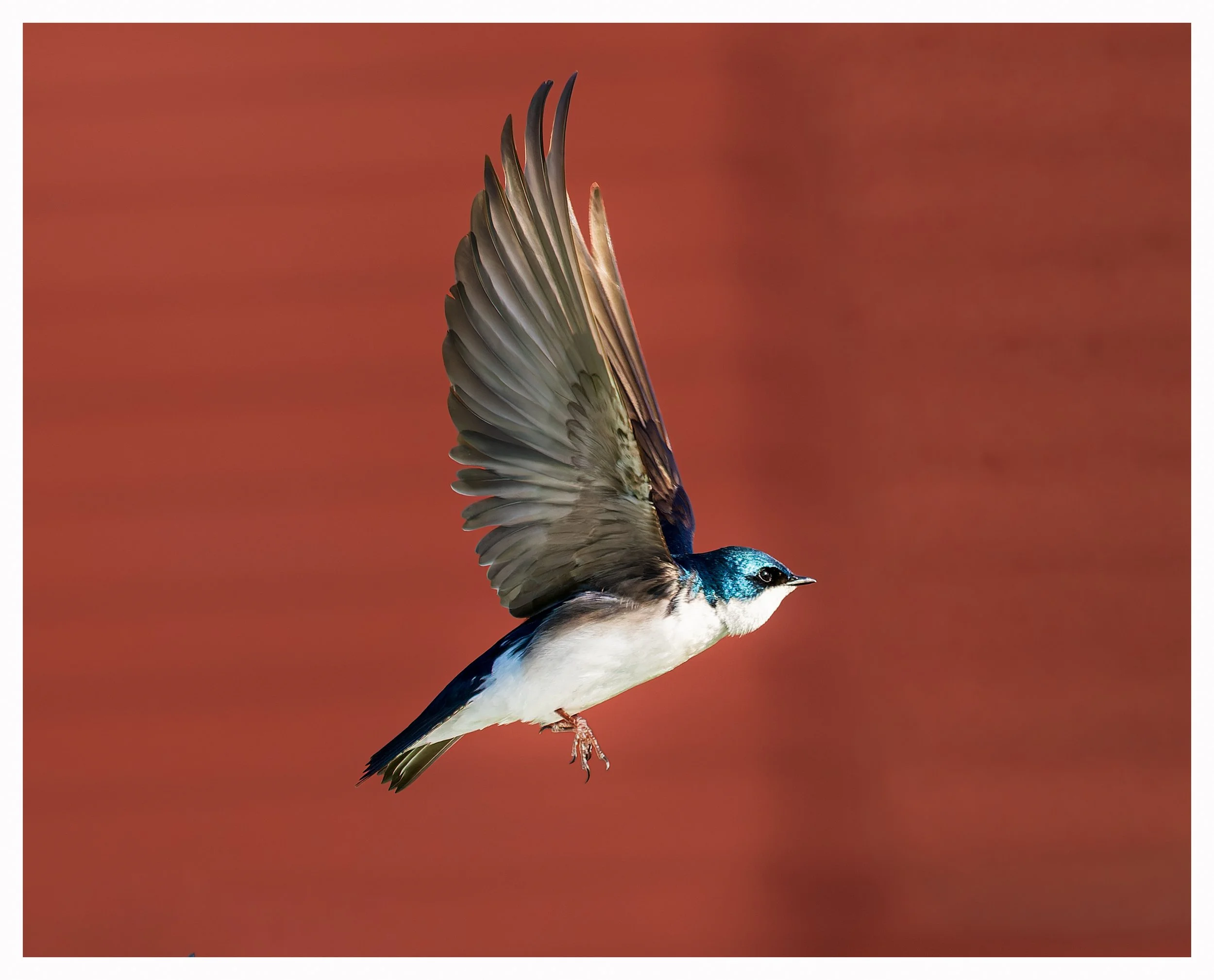 Swallow 5.jpg