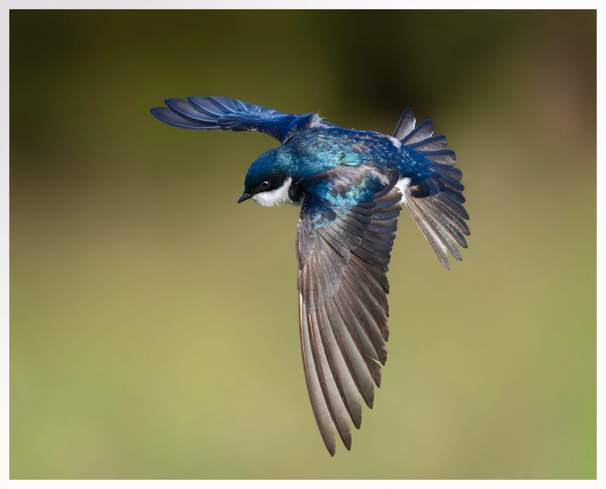 Swallow50.jpg