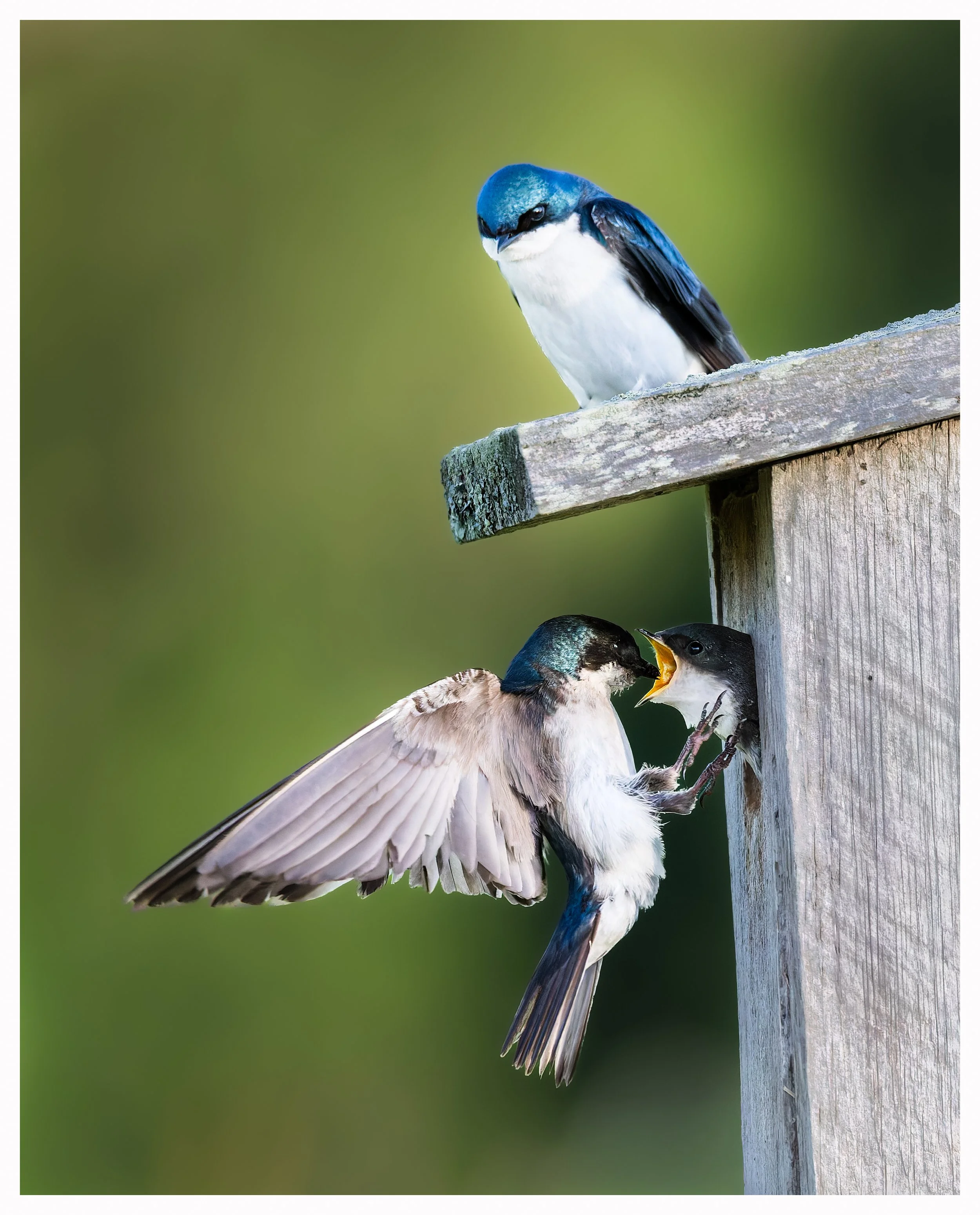 Swallow feed 5.jpg