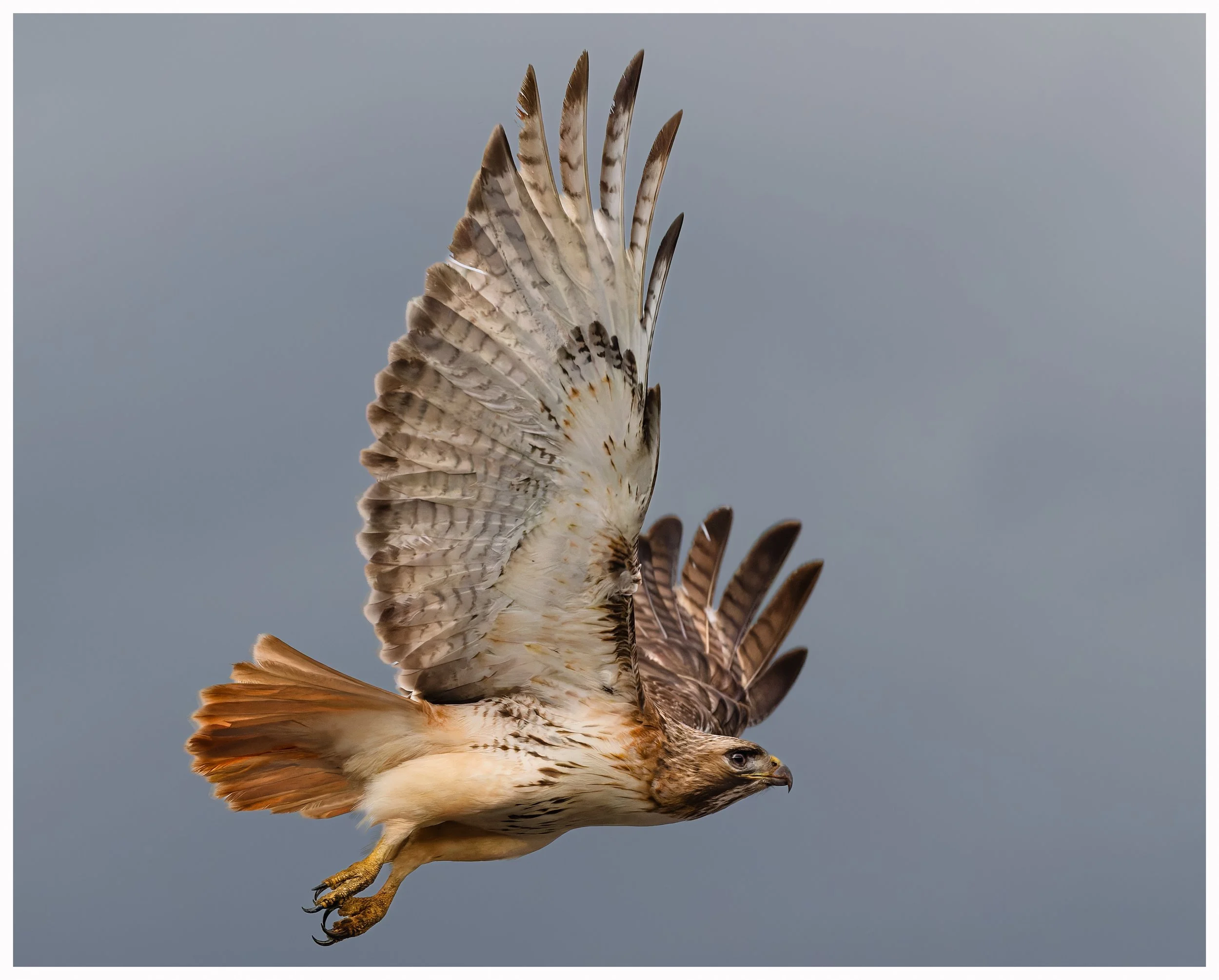 Hawk 18.jpg