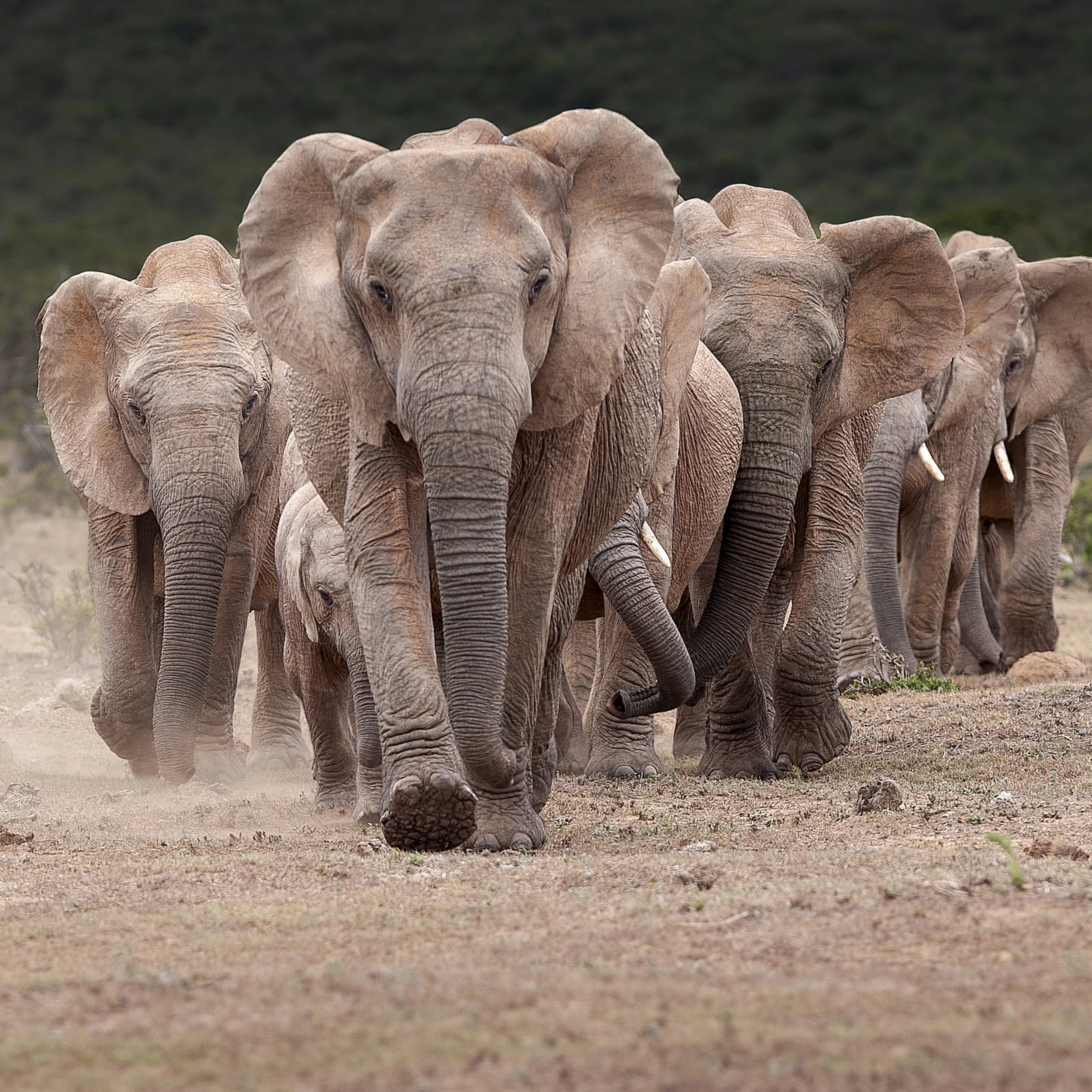 WILDLIFE