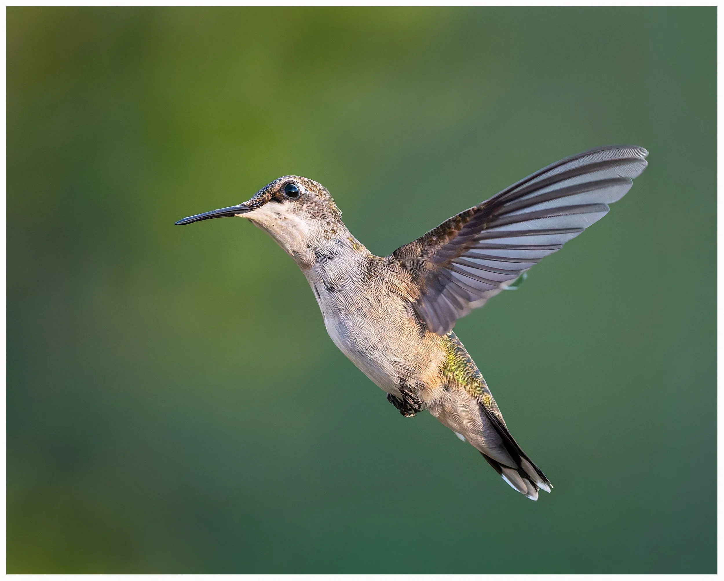 Hummingbird11.jpg