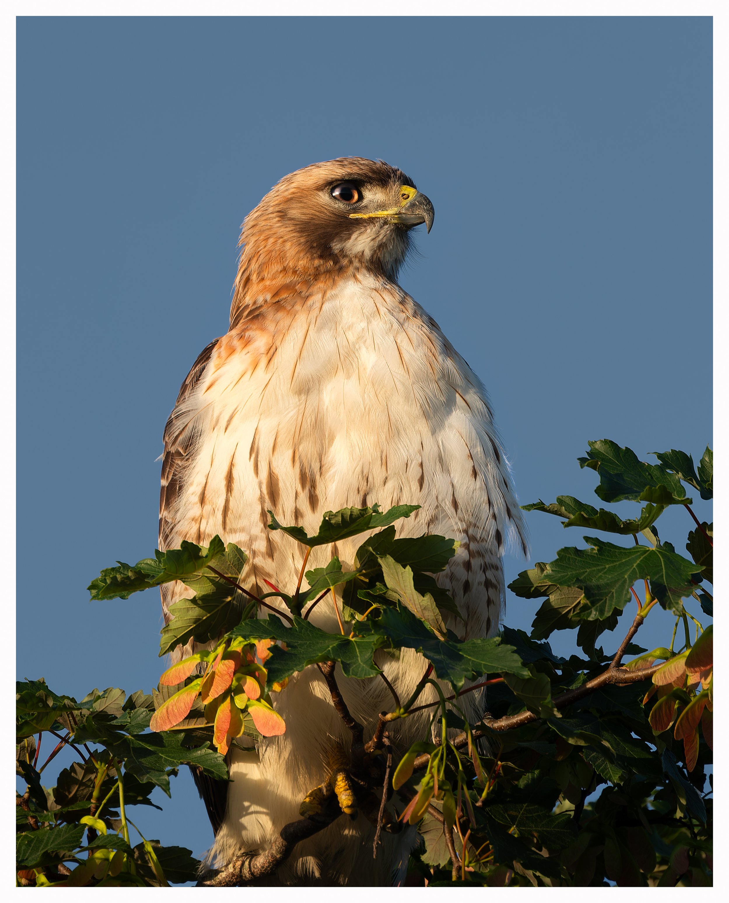 Hawk 45.jpg