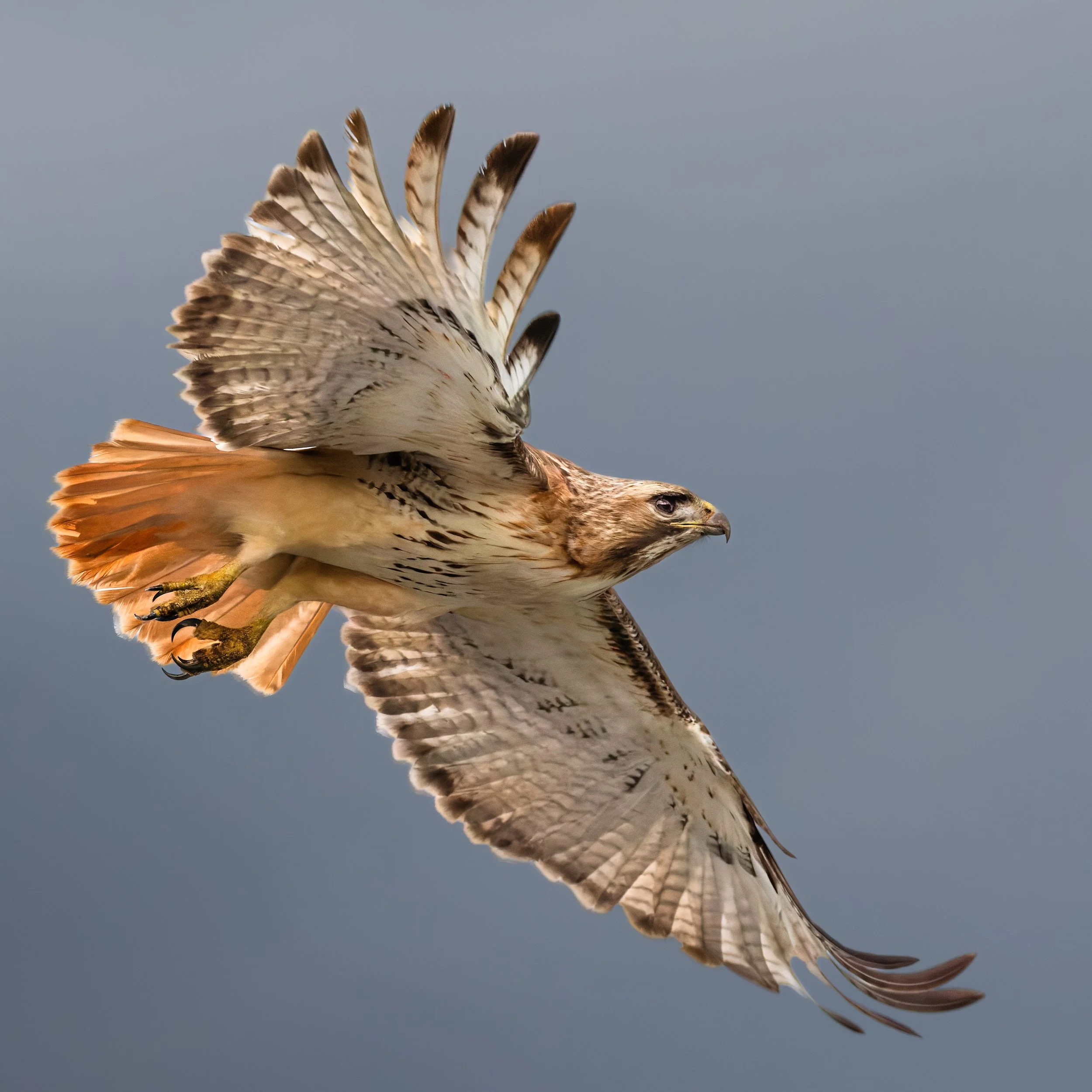 Hawk43 sq.jpg