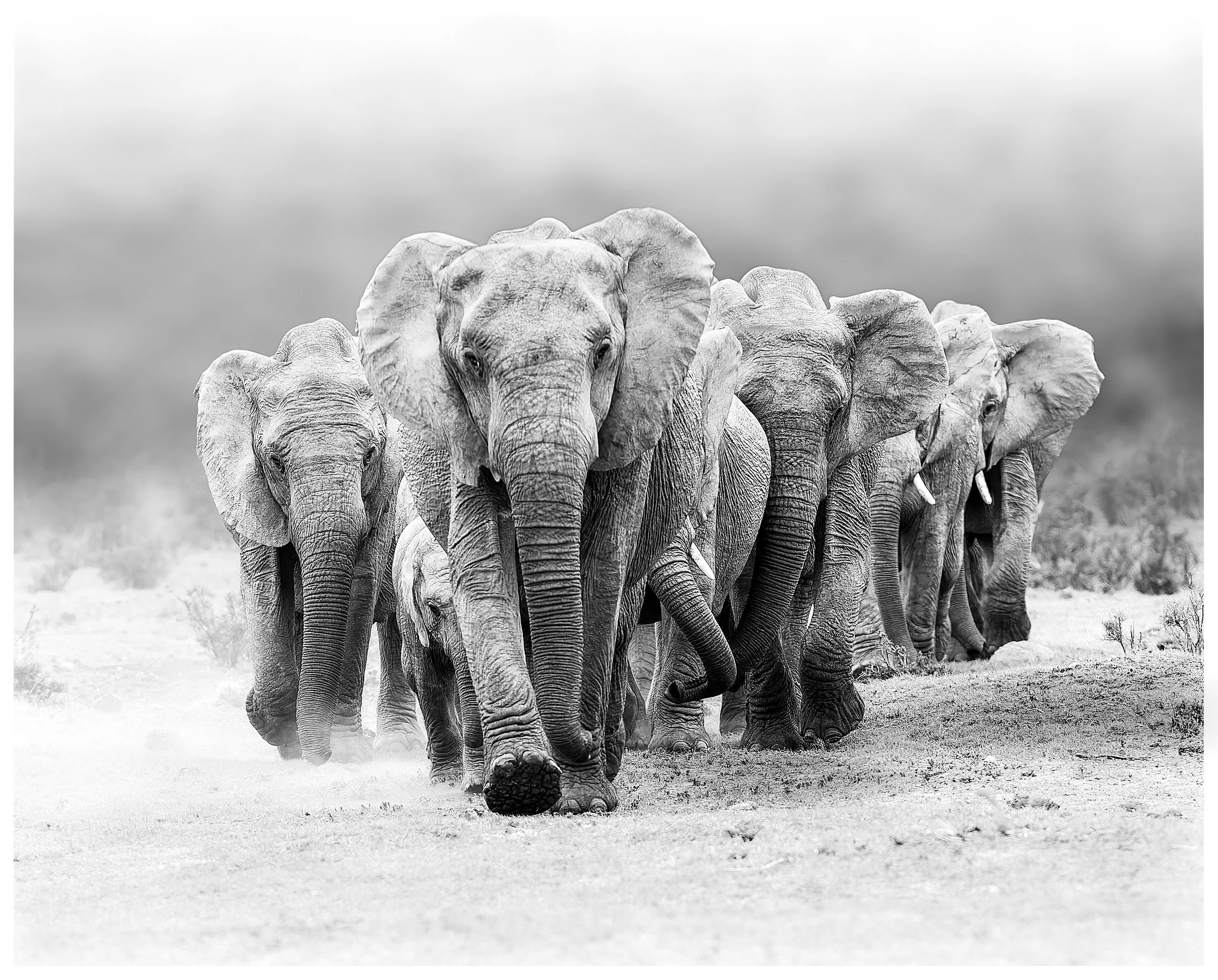 Elephant print 9.jpg