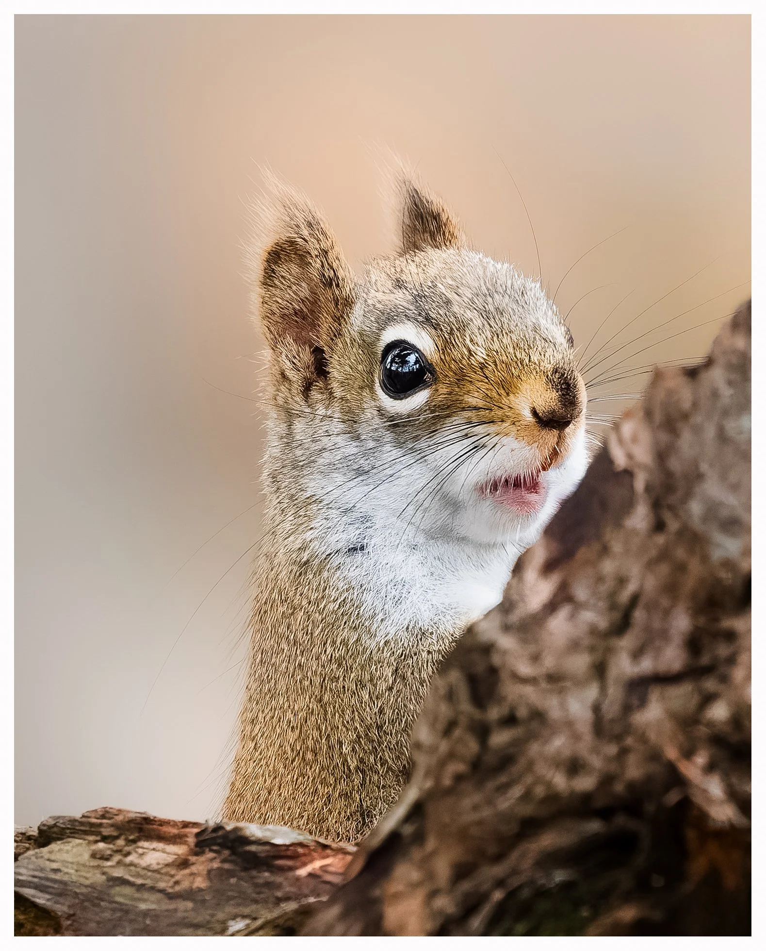 Squirel15.jpg