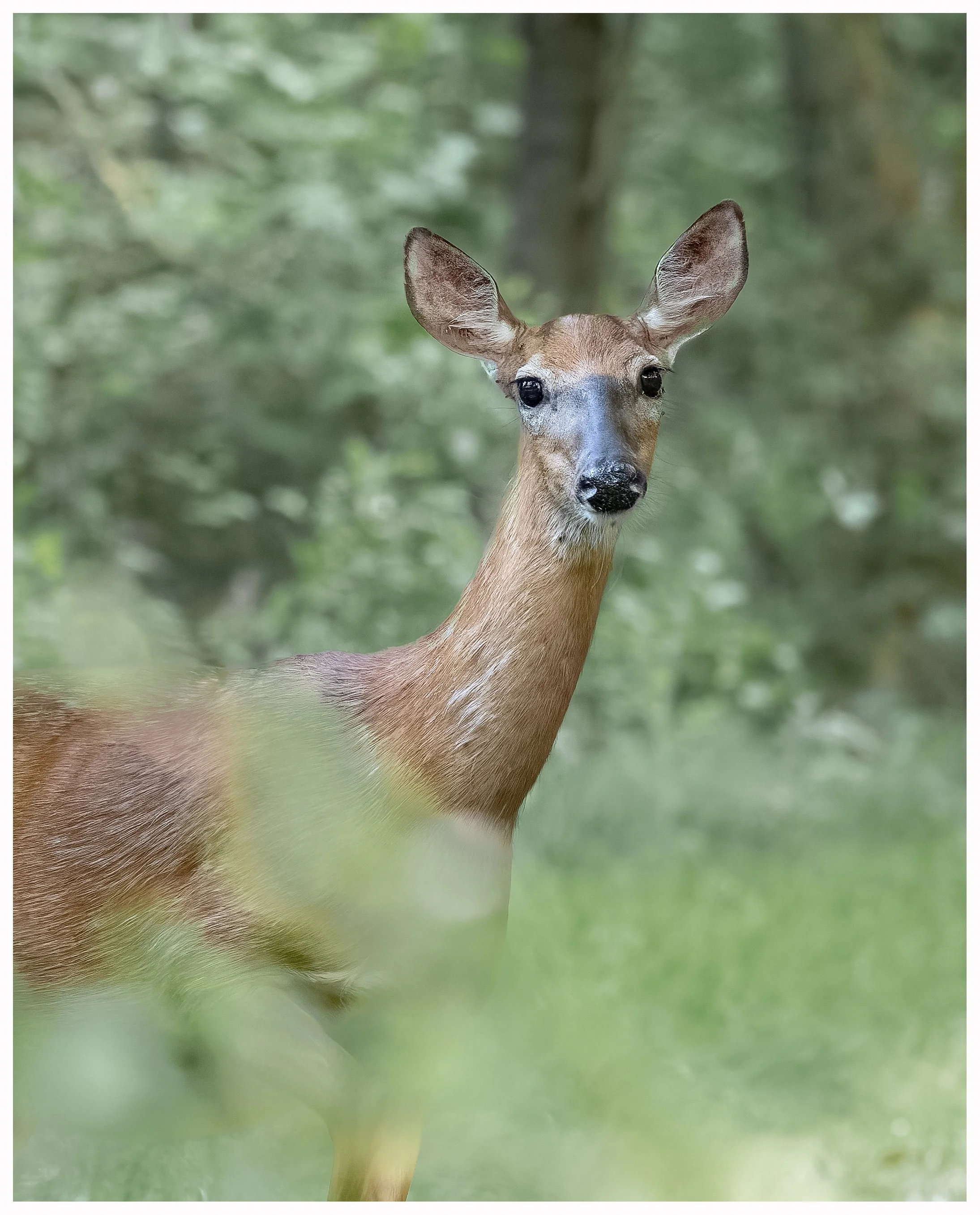 Deer 6.jpg