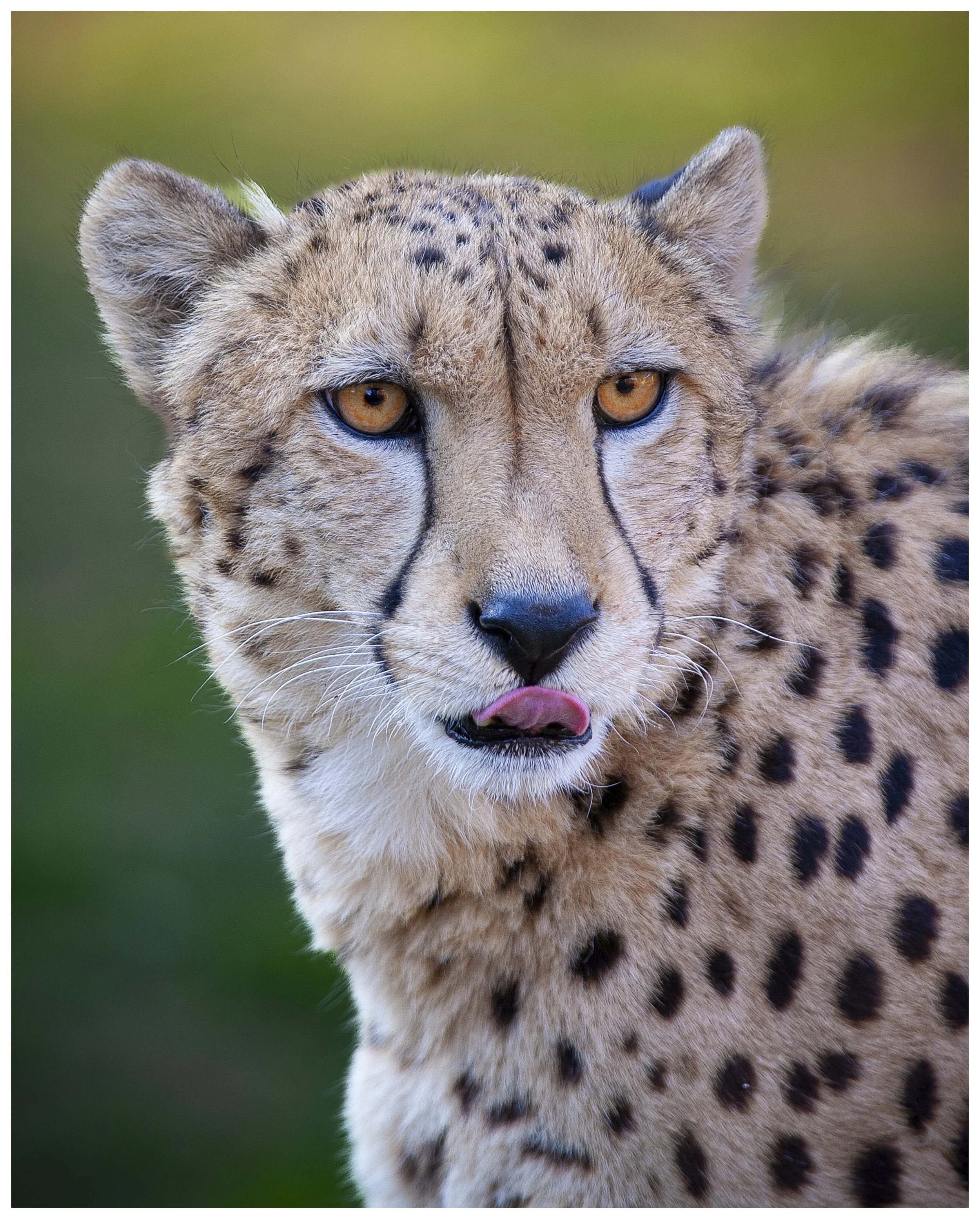 Cheeta1-.jpg