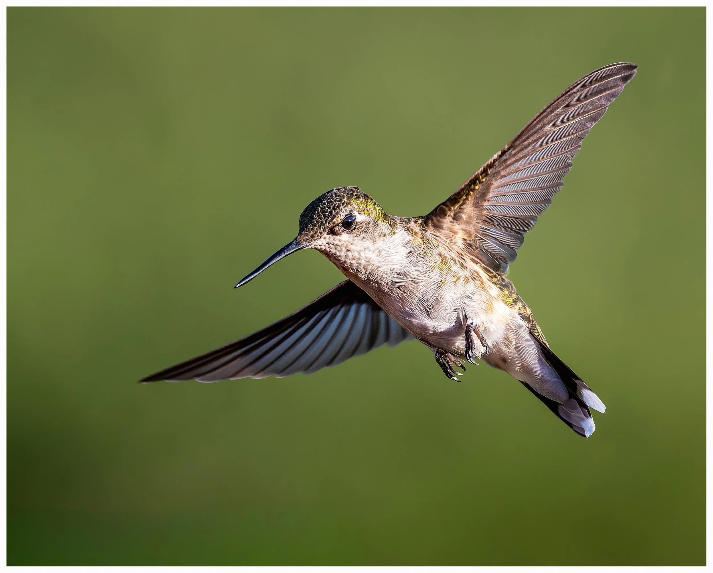 Hummingbird25.jpg