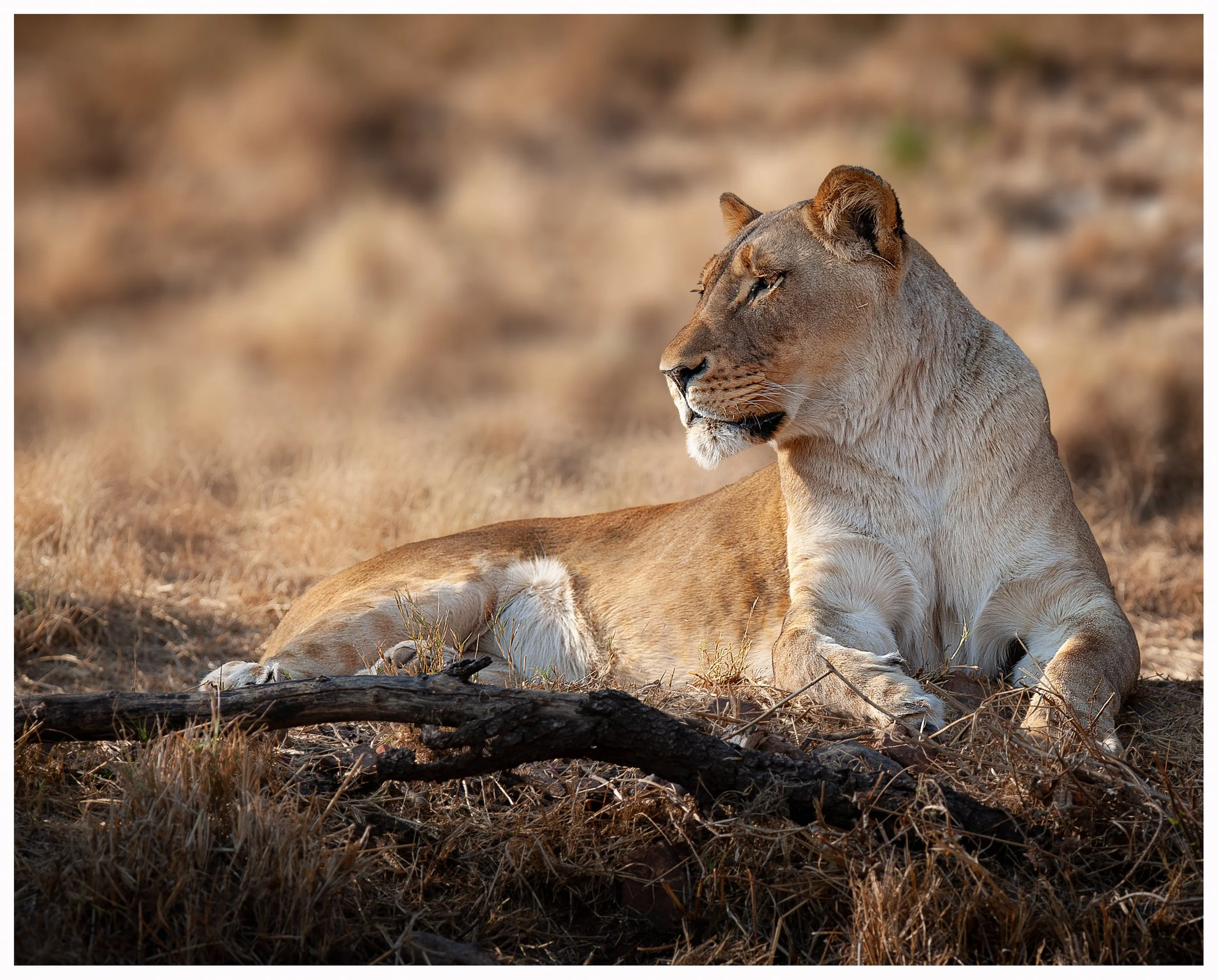 Lion4.jpg