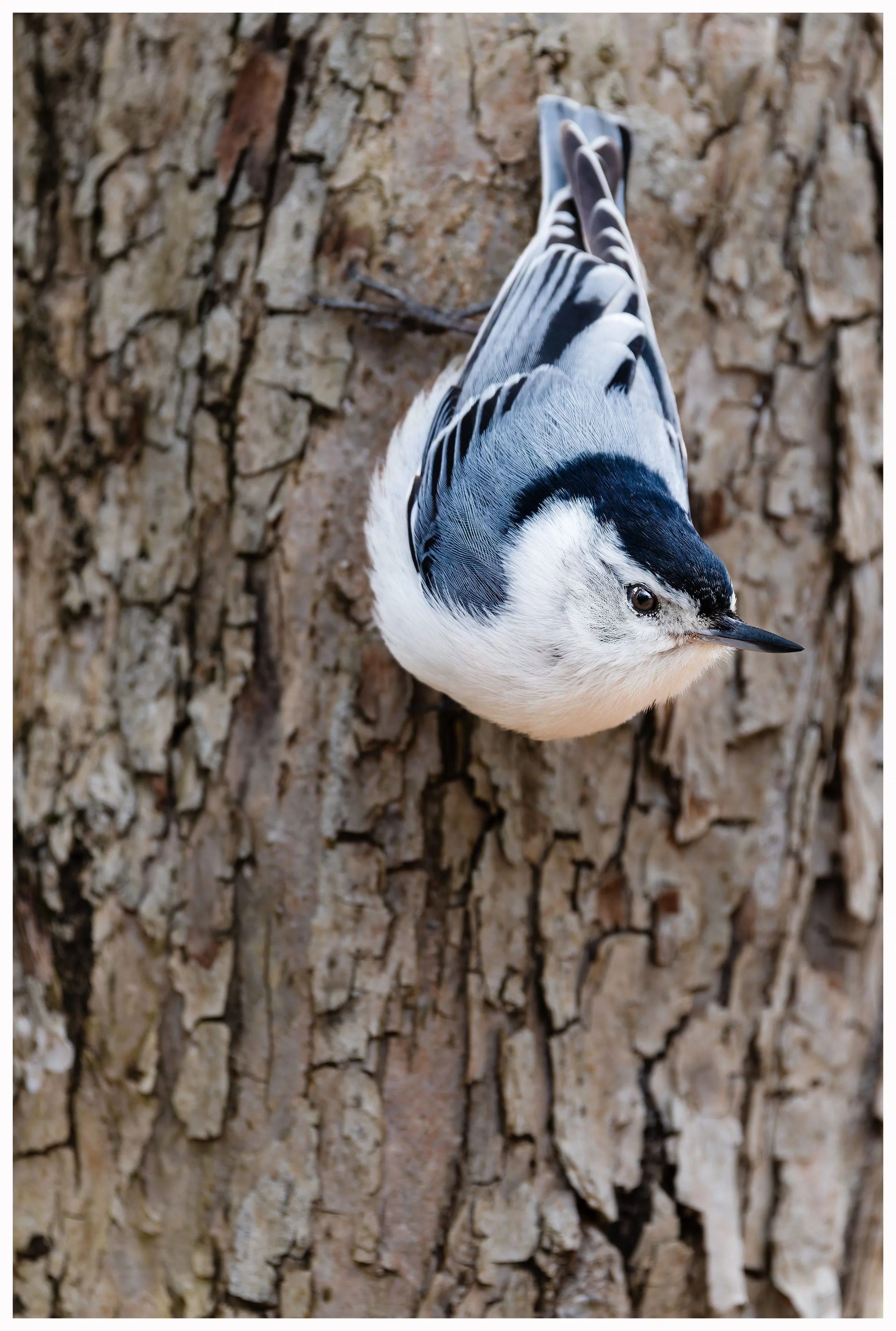 Bird23.jpg