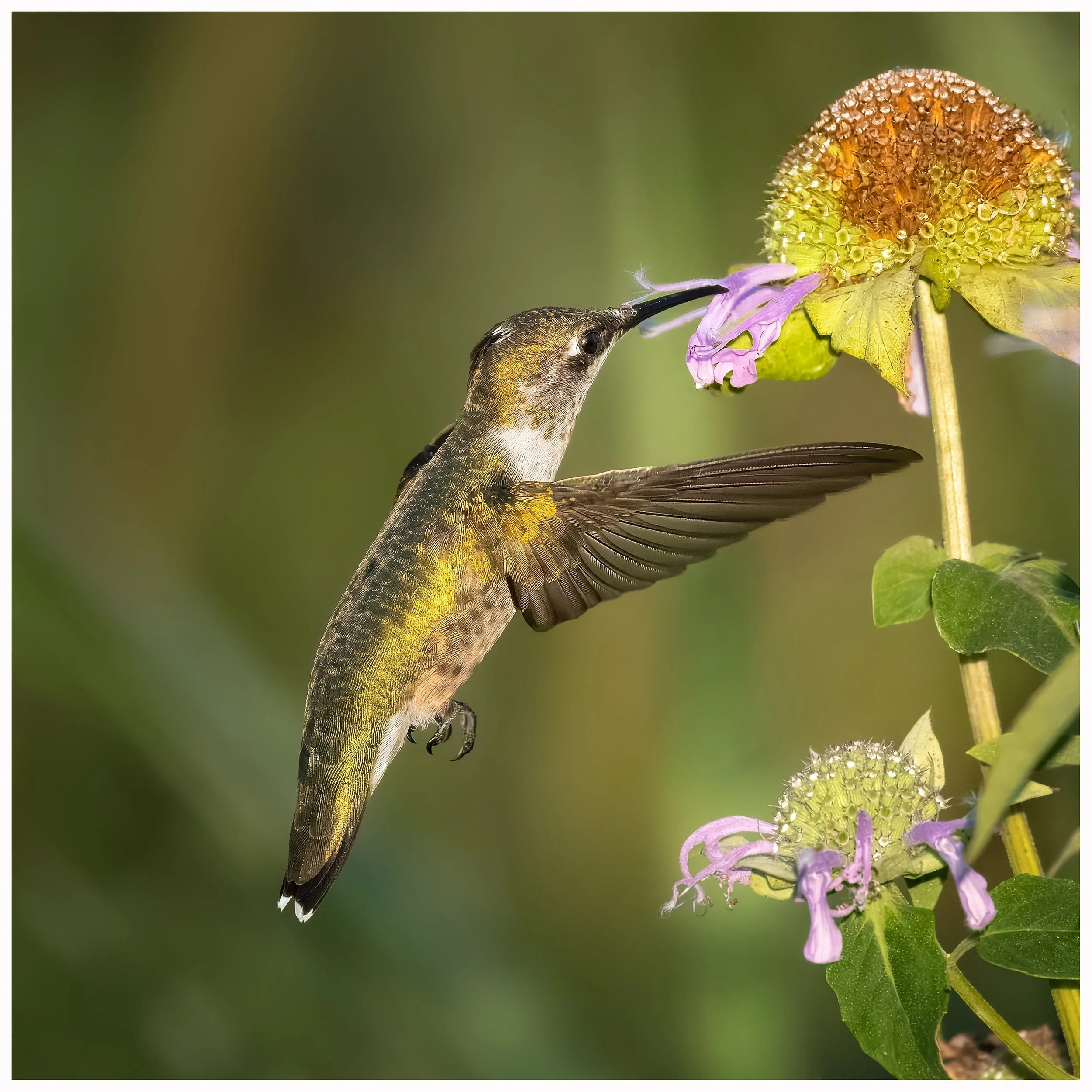 Hummingbird22a.jpg