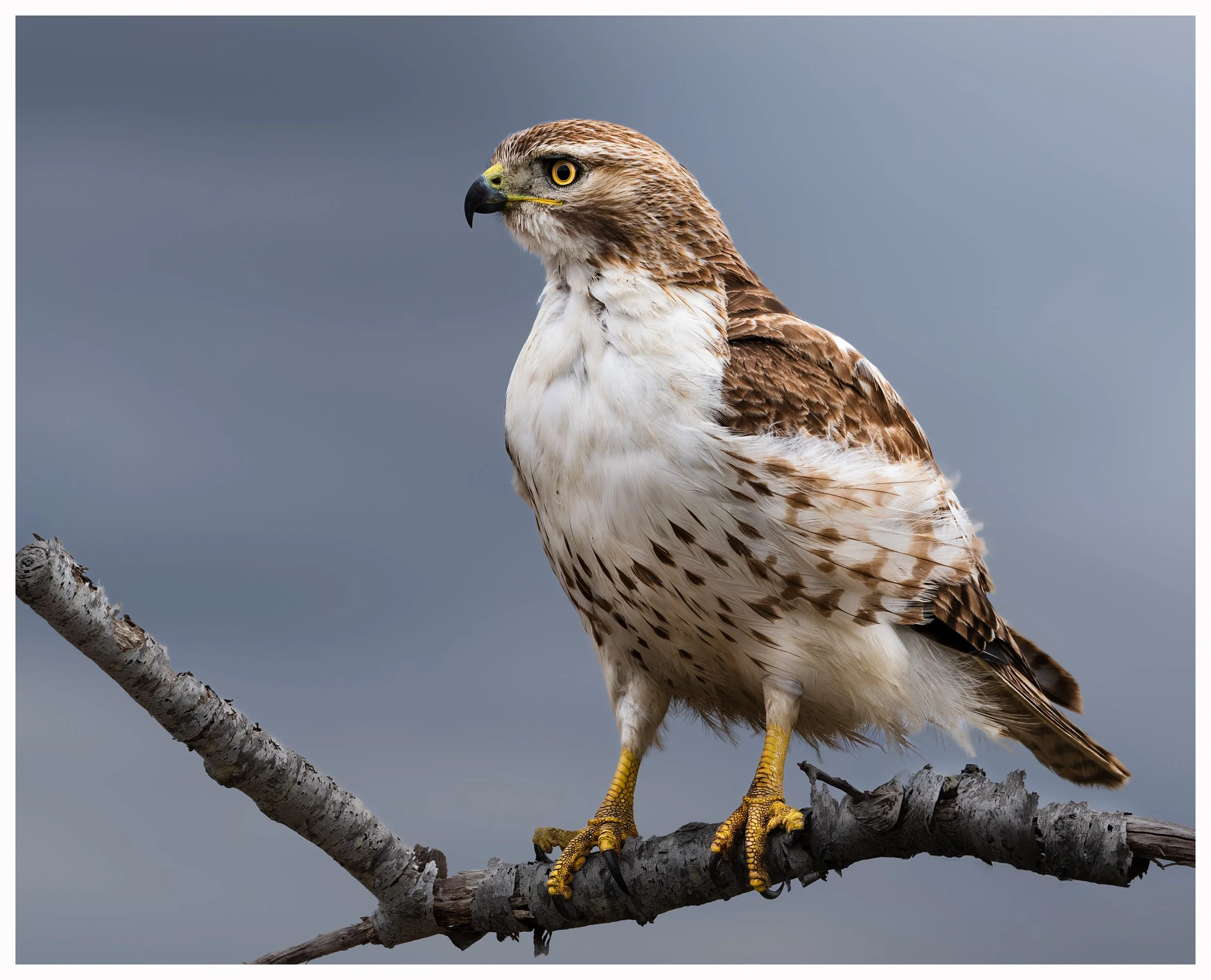 Hawk 2-4.jpg