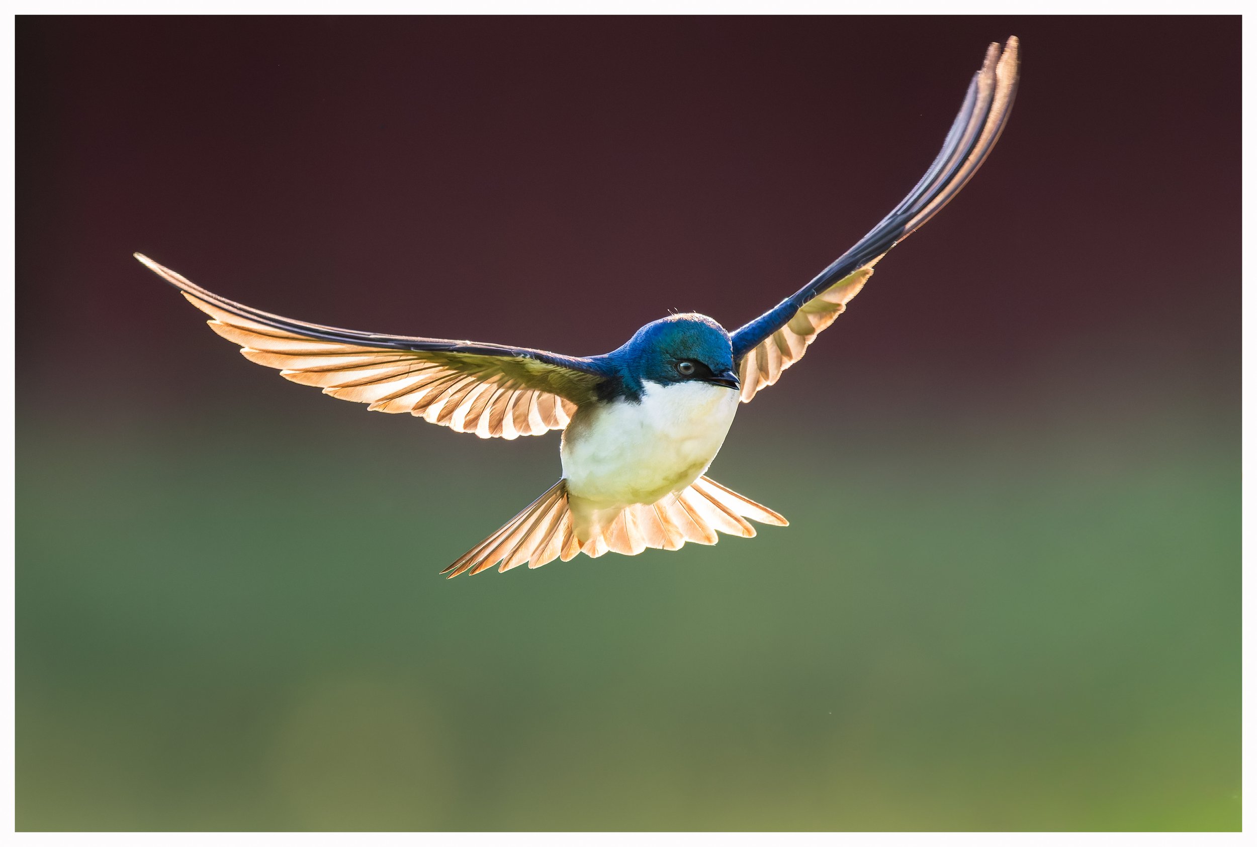 Swallow28.jpg