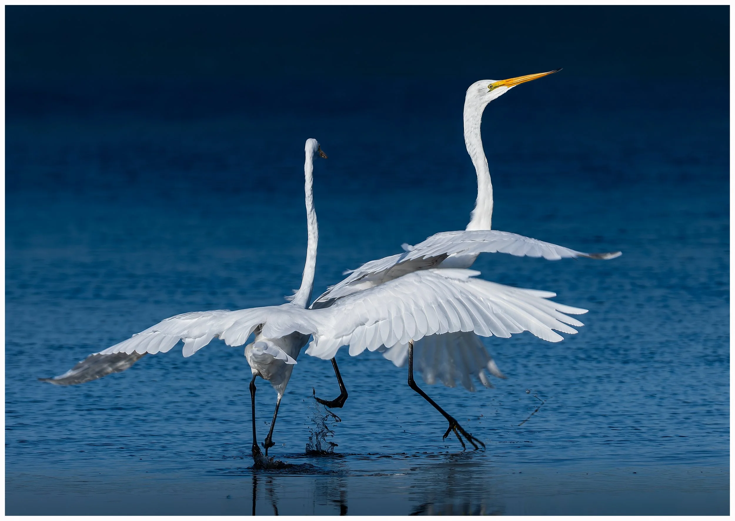 Egret 6.jpg