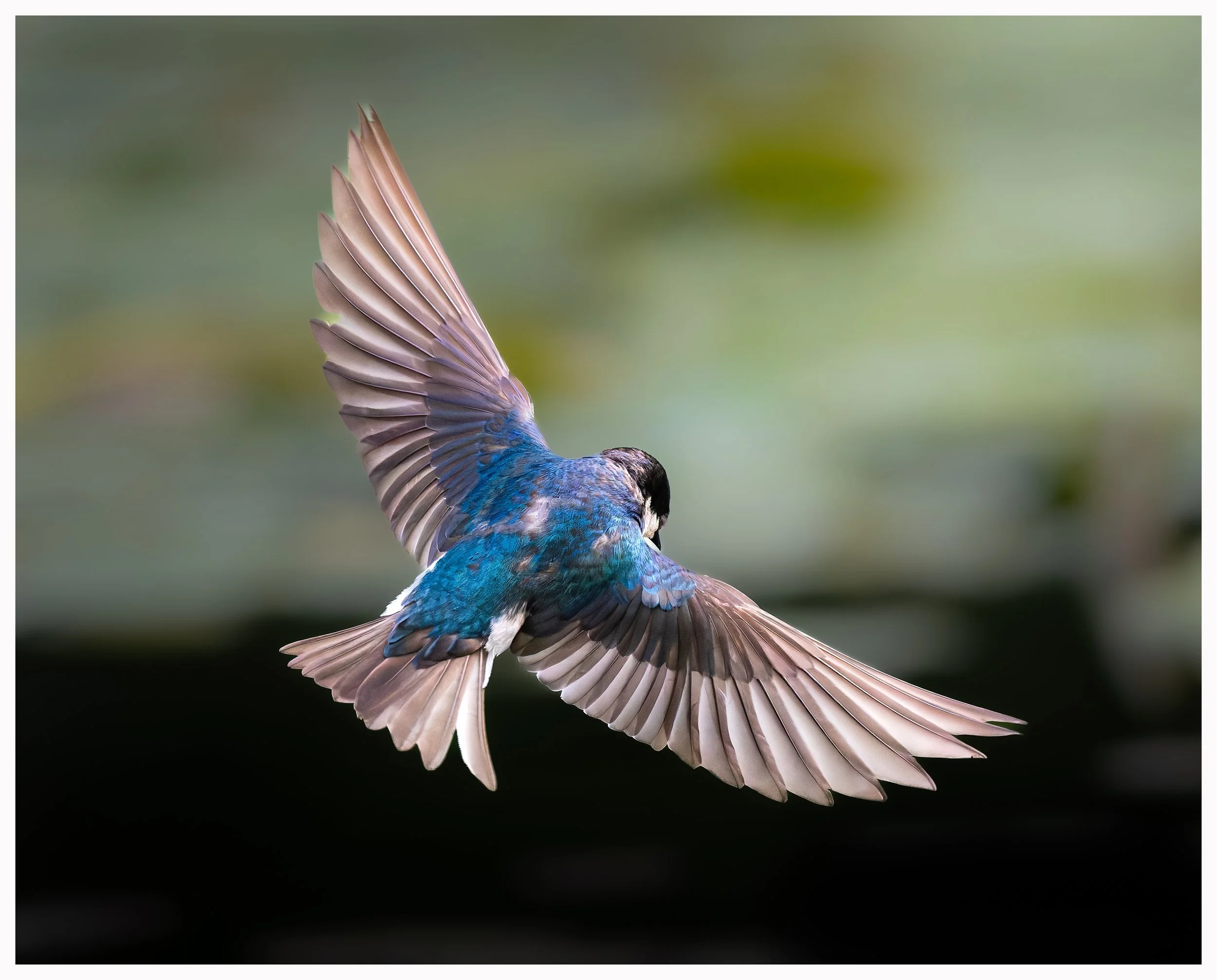 Swallow48.jpg
