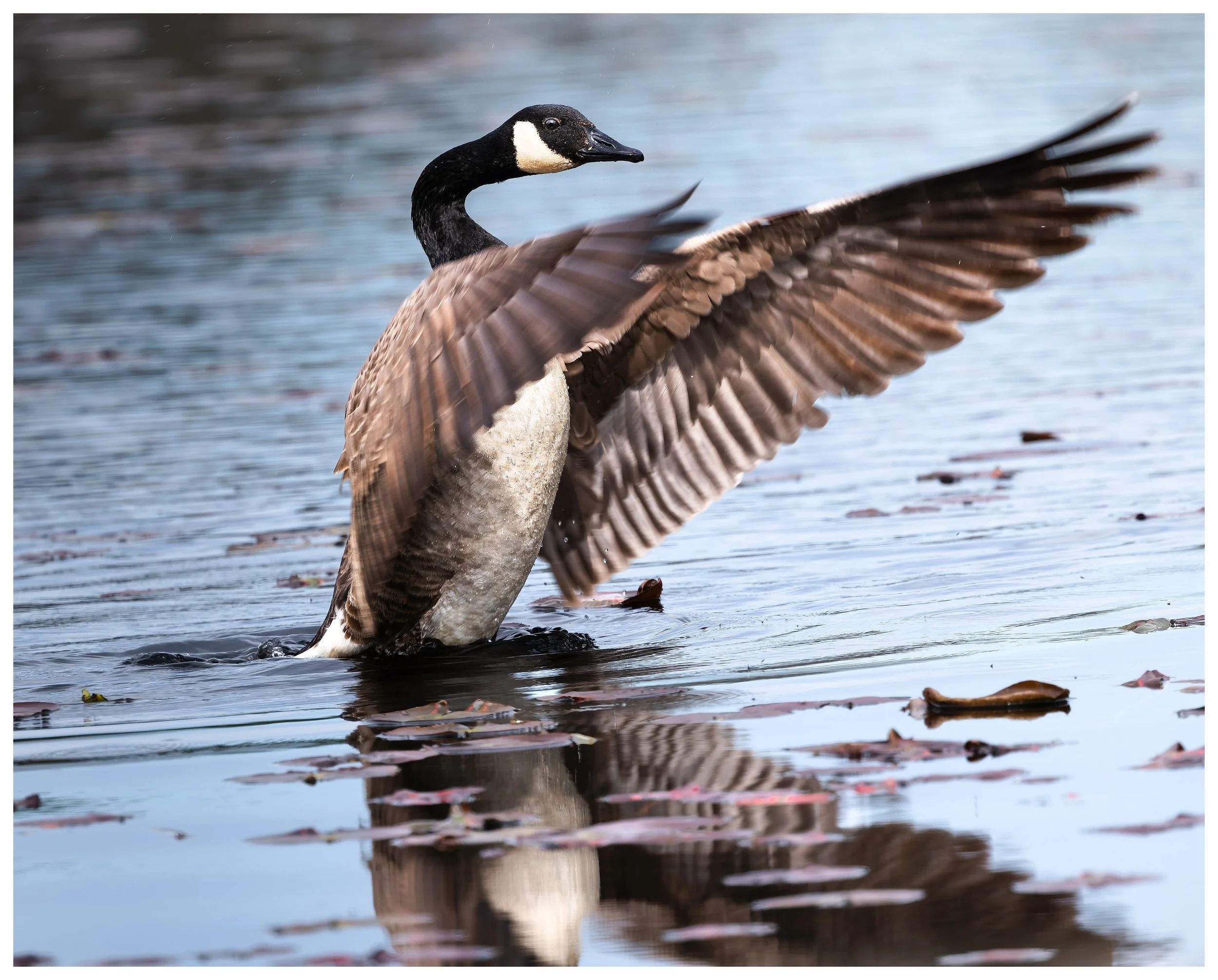 Goose2.jpg