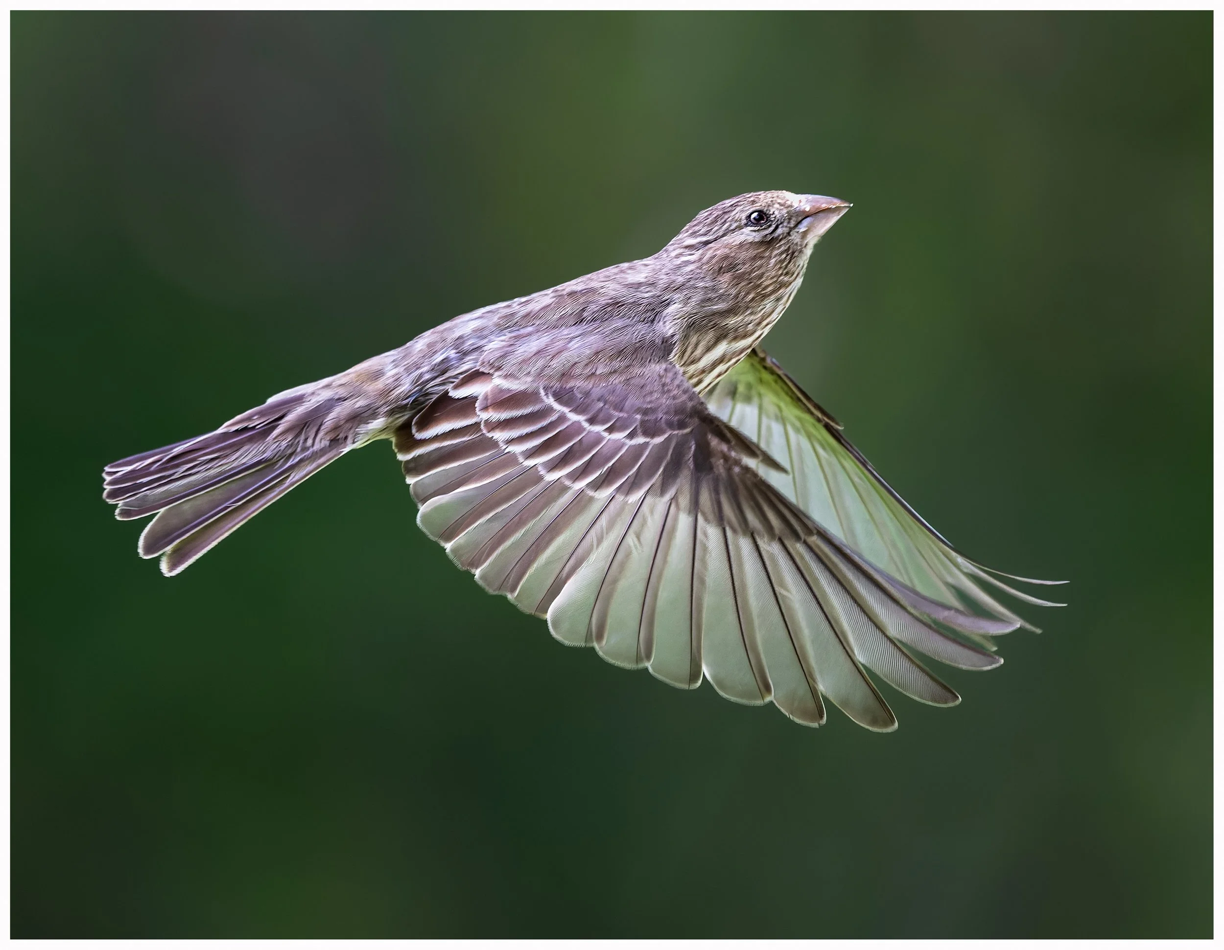 Brown bird 2.jpg