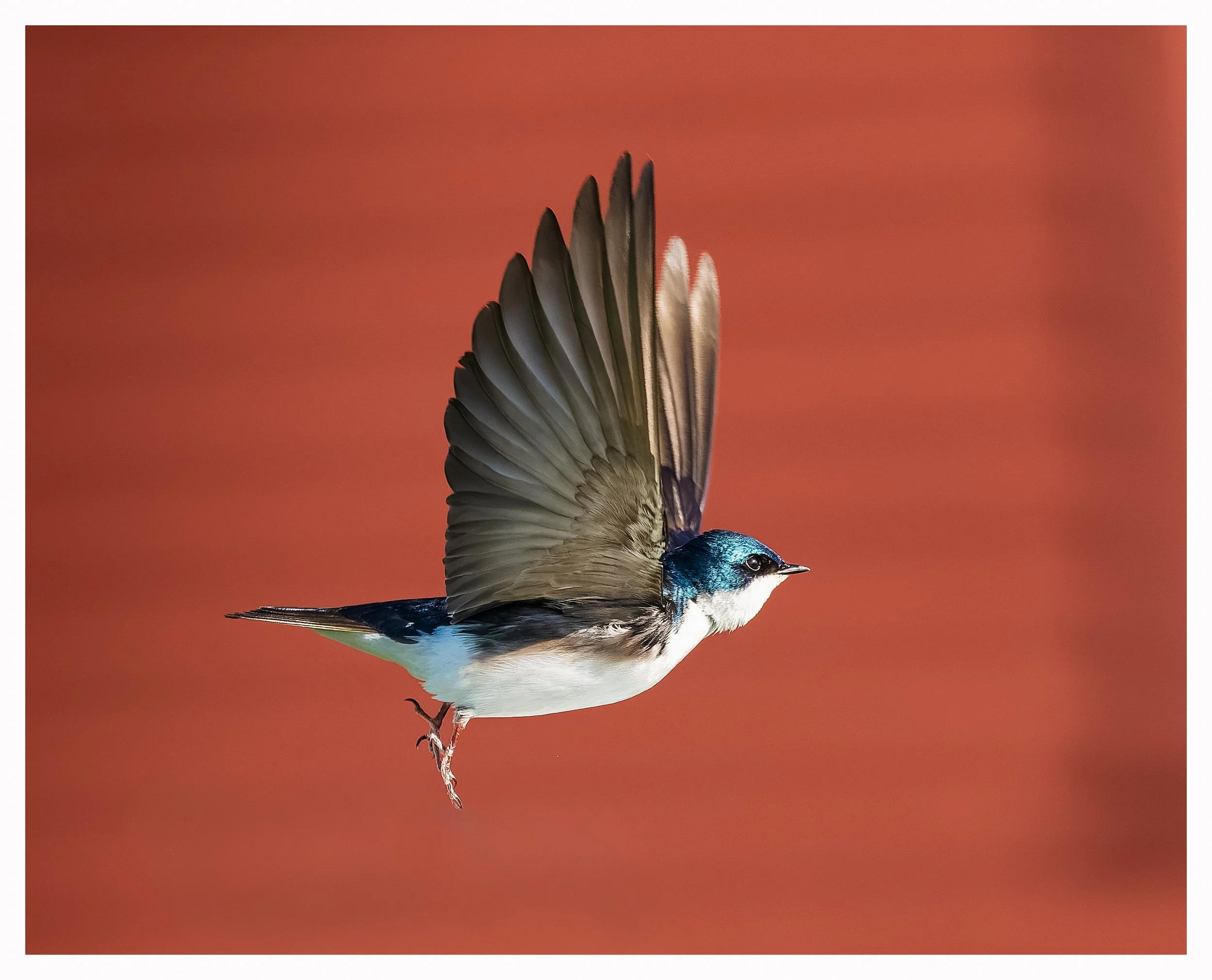 Swallow2.jpg