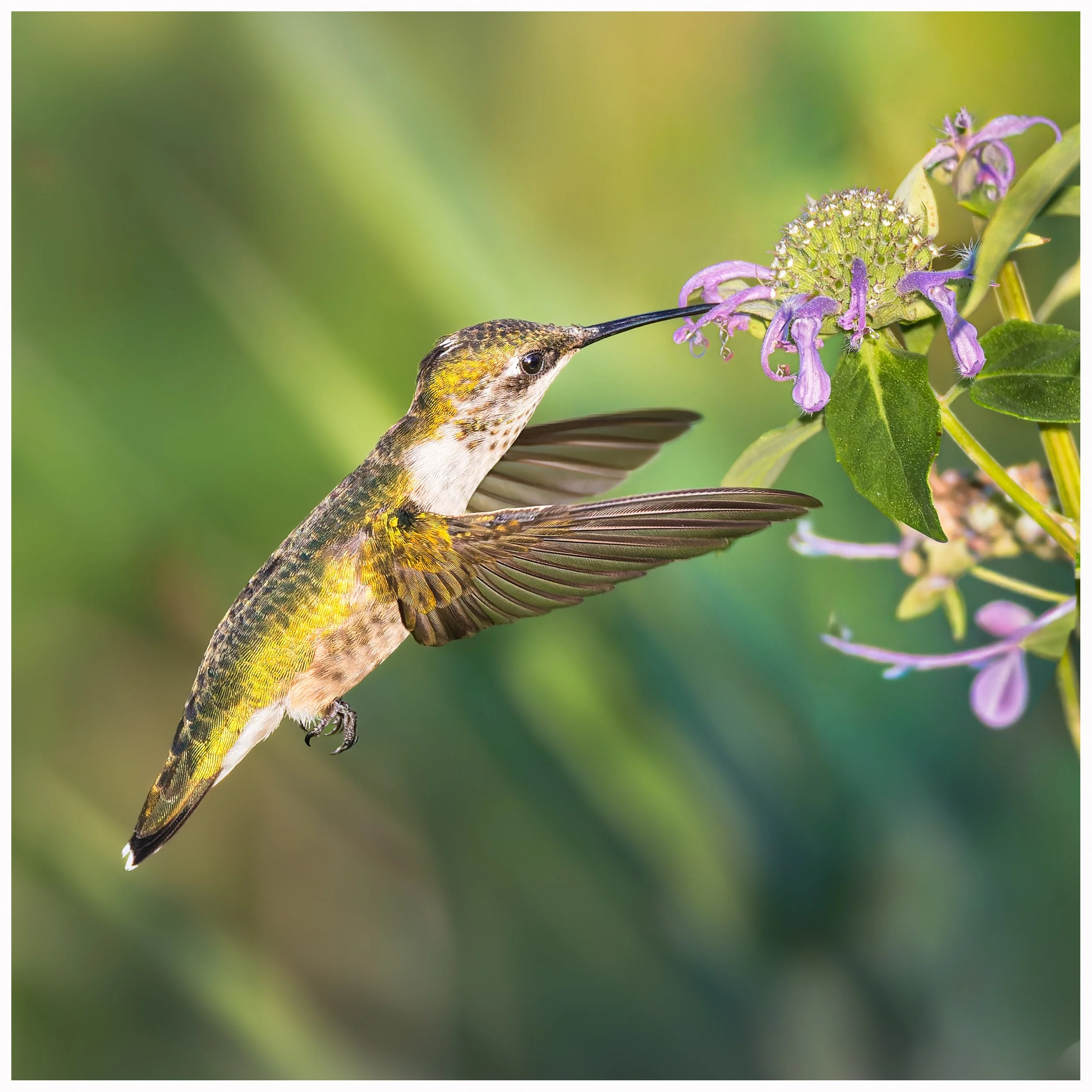 Hummingbird13a.jpg
