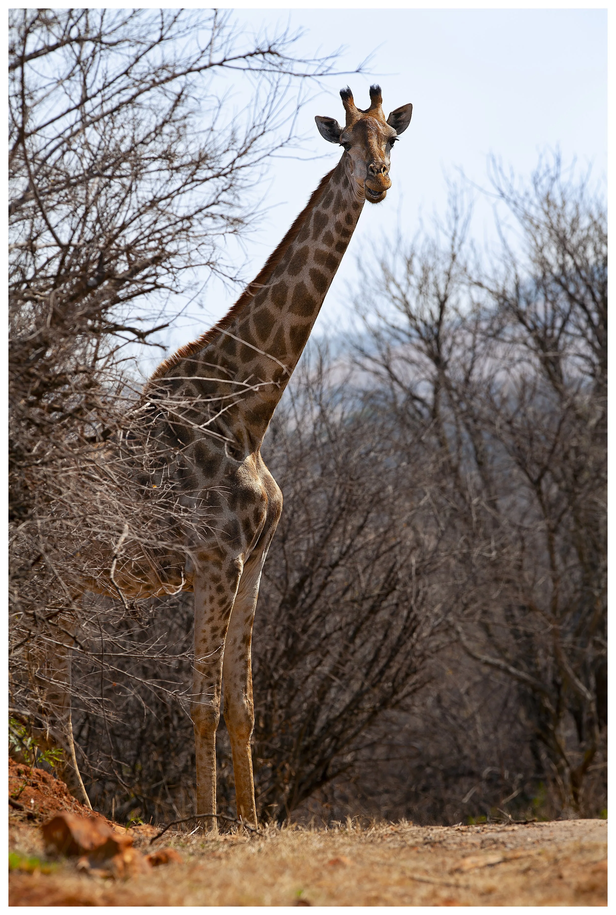 Giraff-2.jpg