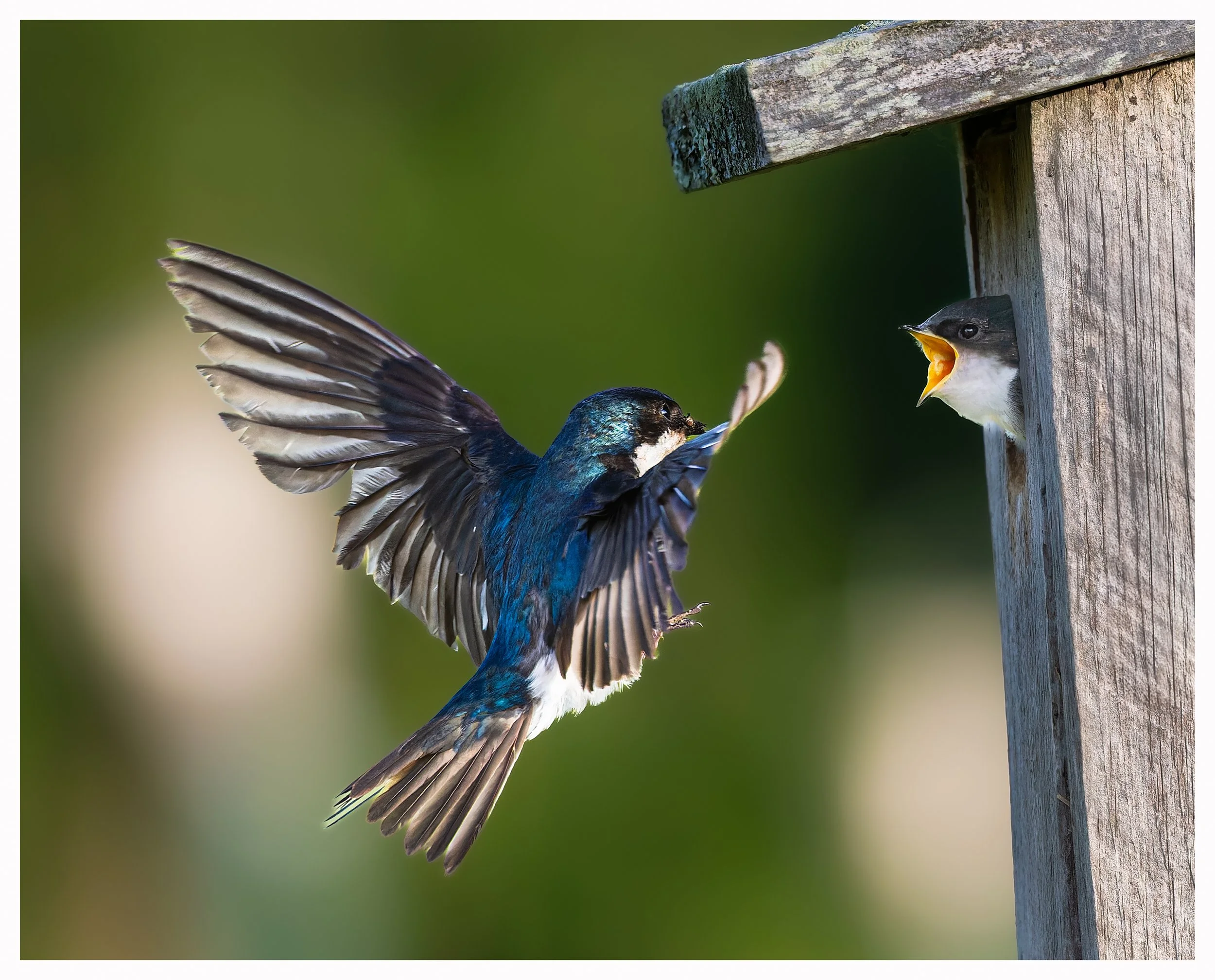 Swallow feed 6.jpg