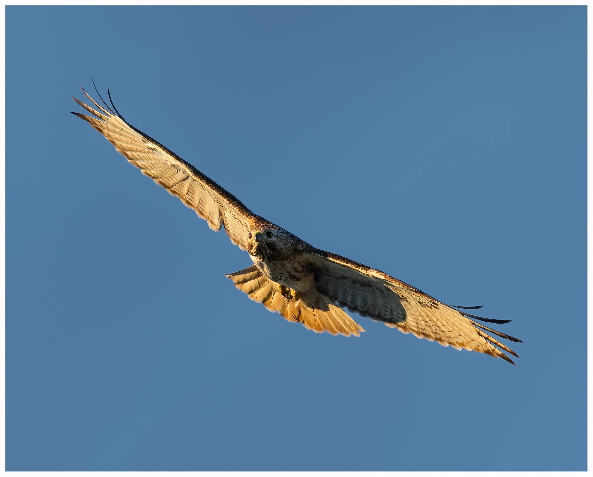 Hawk7.jpg