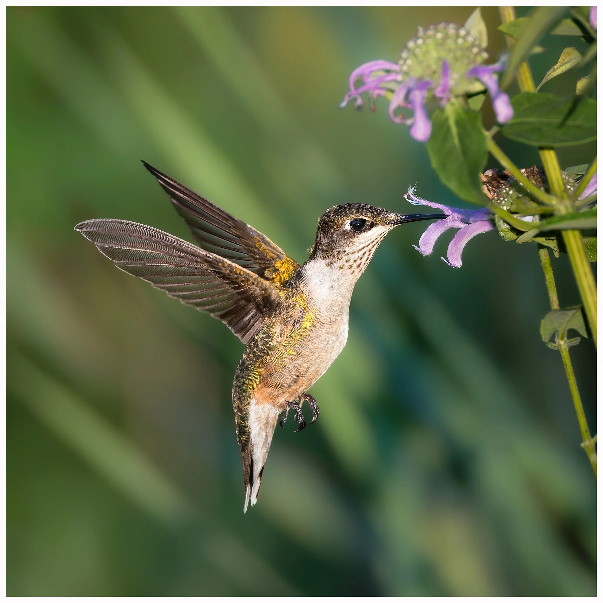 Hummingbird38.jpg