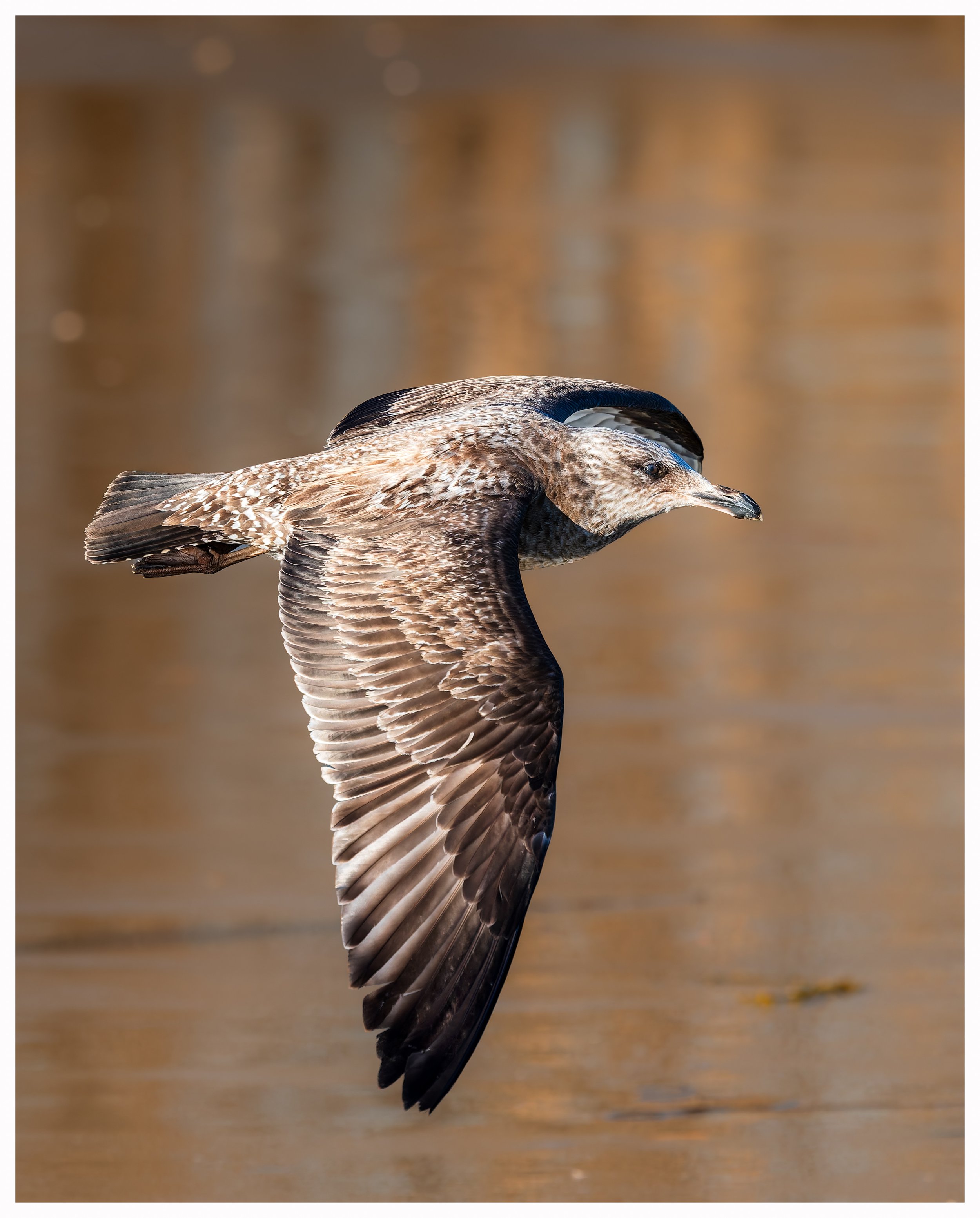 Seagull66.jpg