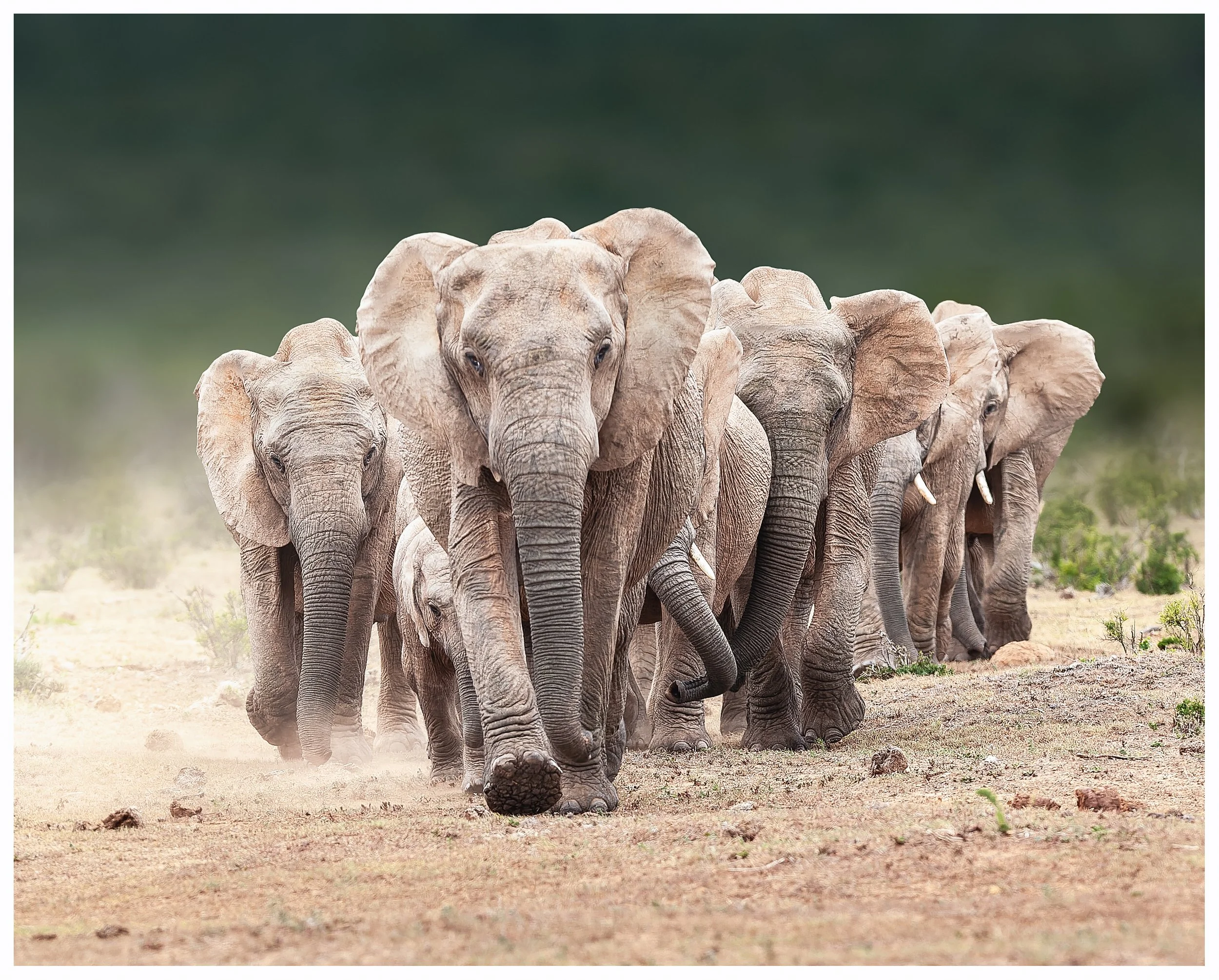Elephant print color.jpg