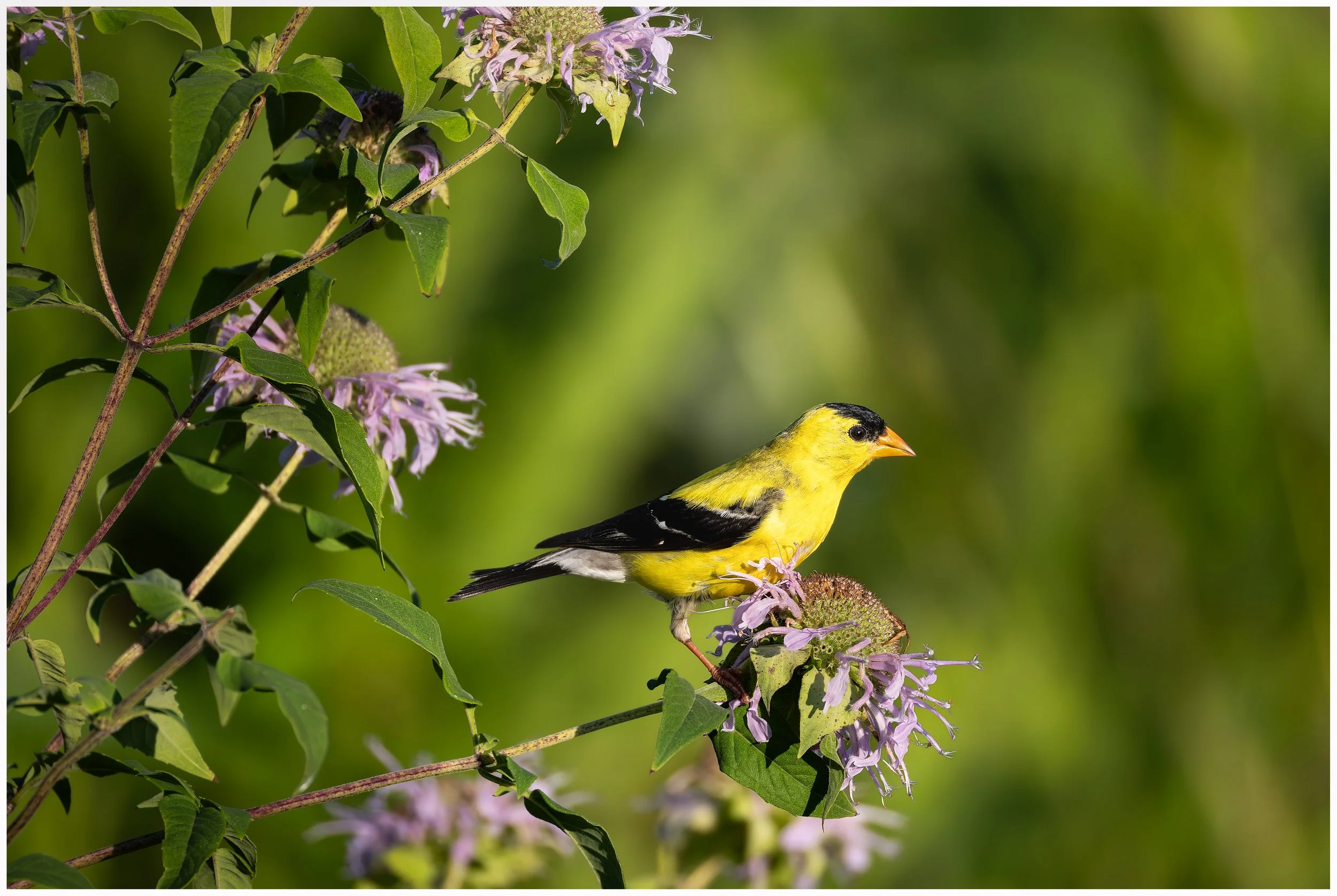 Yellow bird10a.jpg