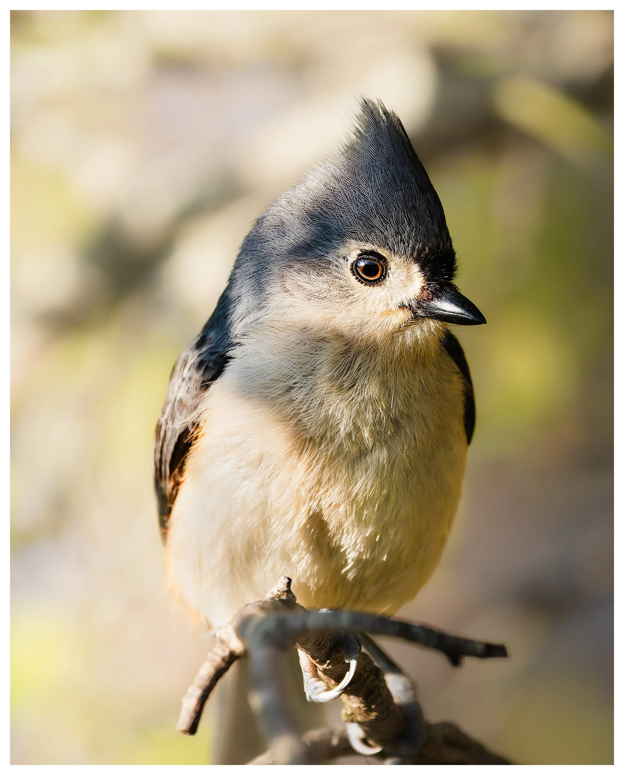 Bird15.jpg