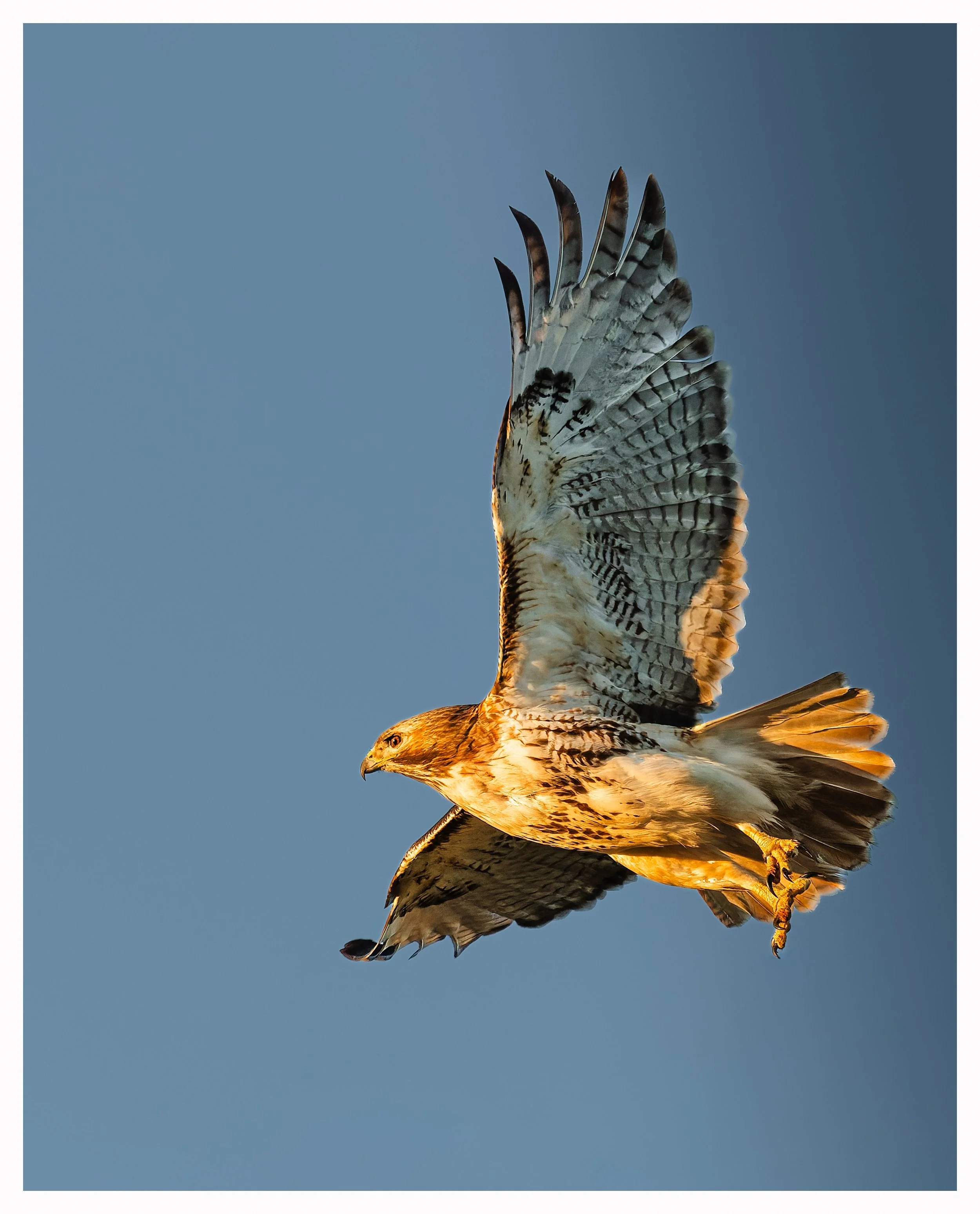 Hawk22.jpg