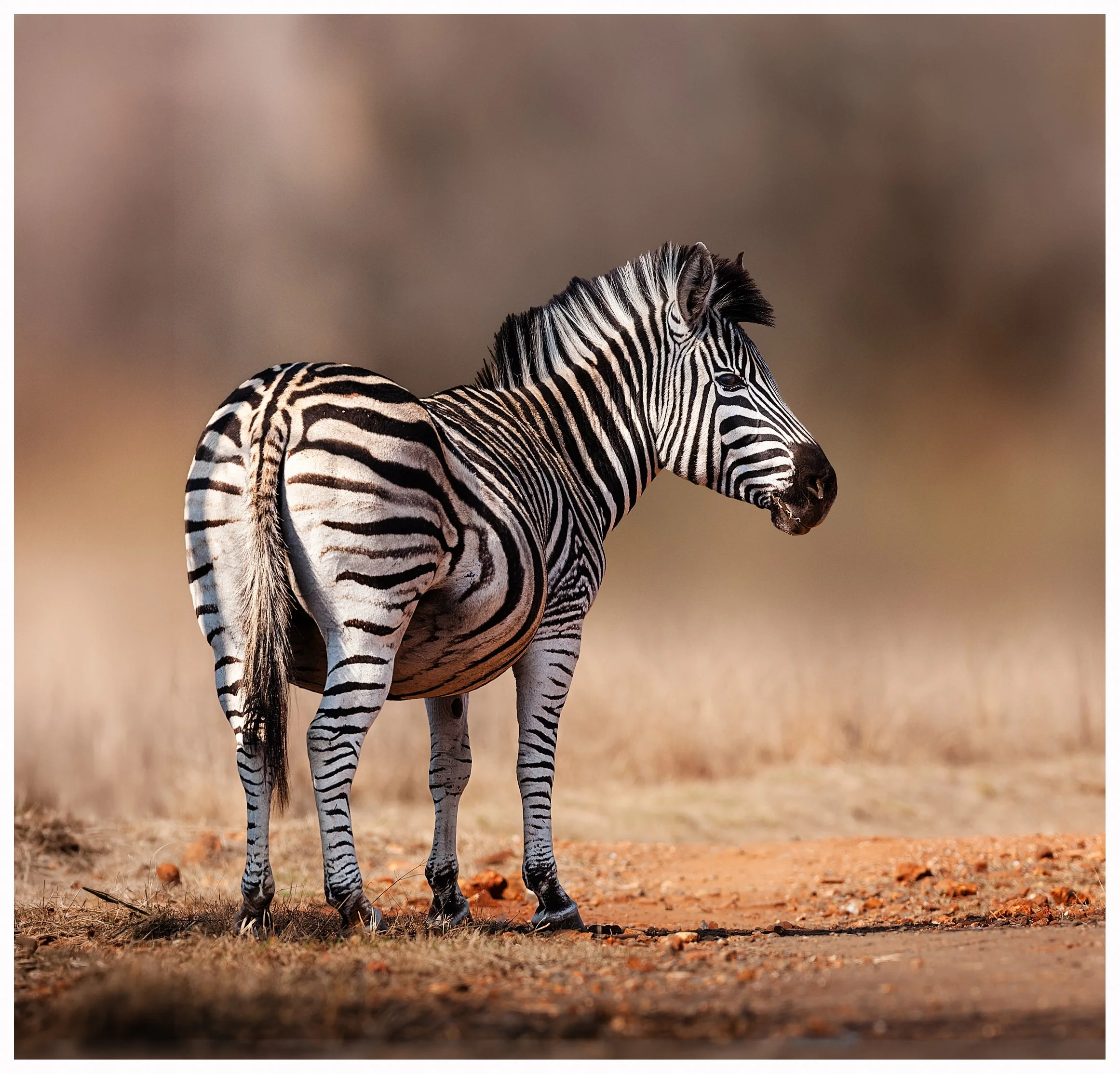 Zebra3.jpg