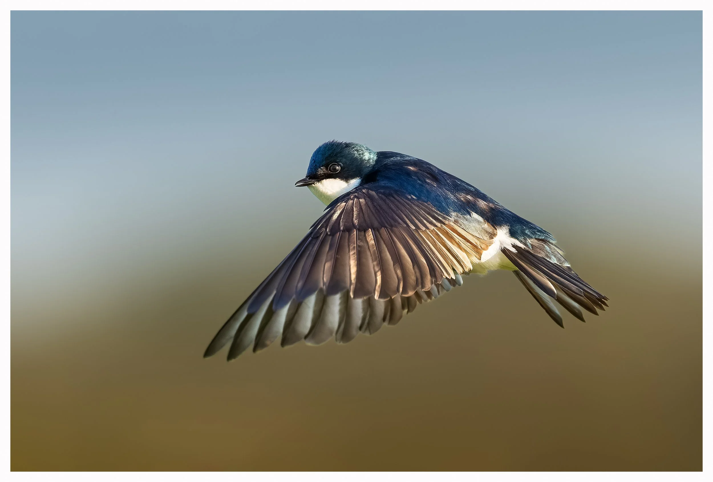 Swallow24.jpg