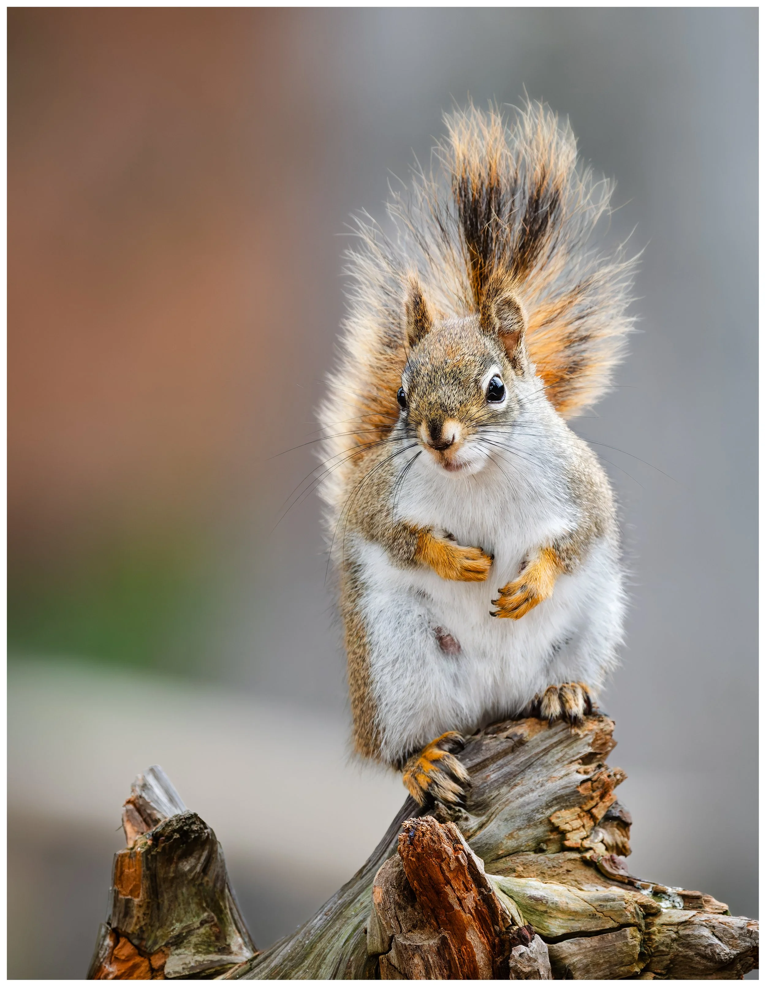 Squirel 10.jpg