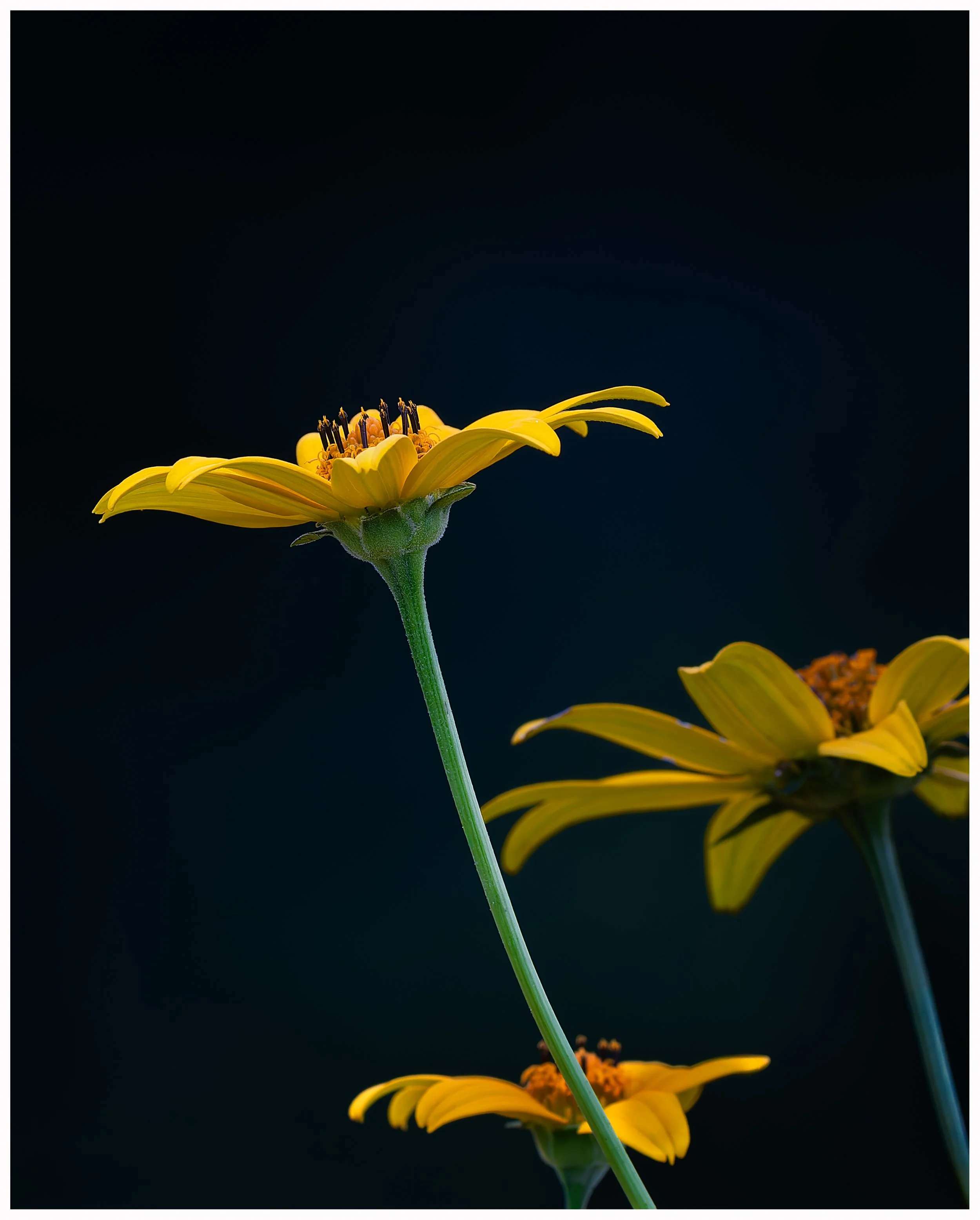 Yellowflower9.jpg