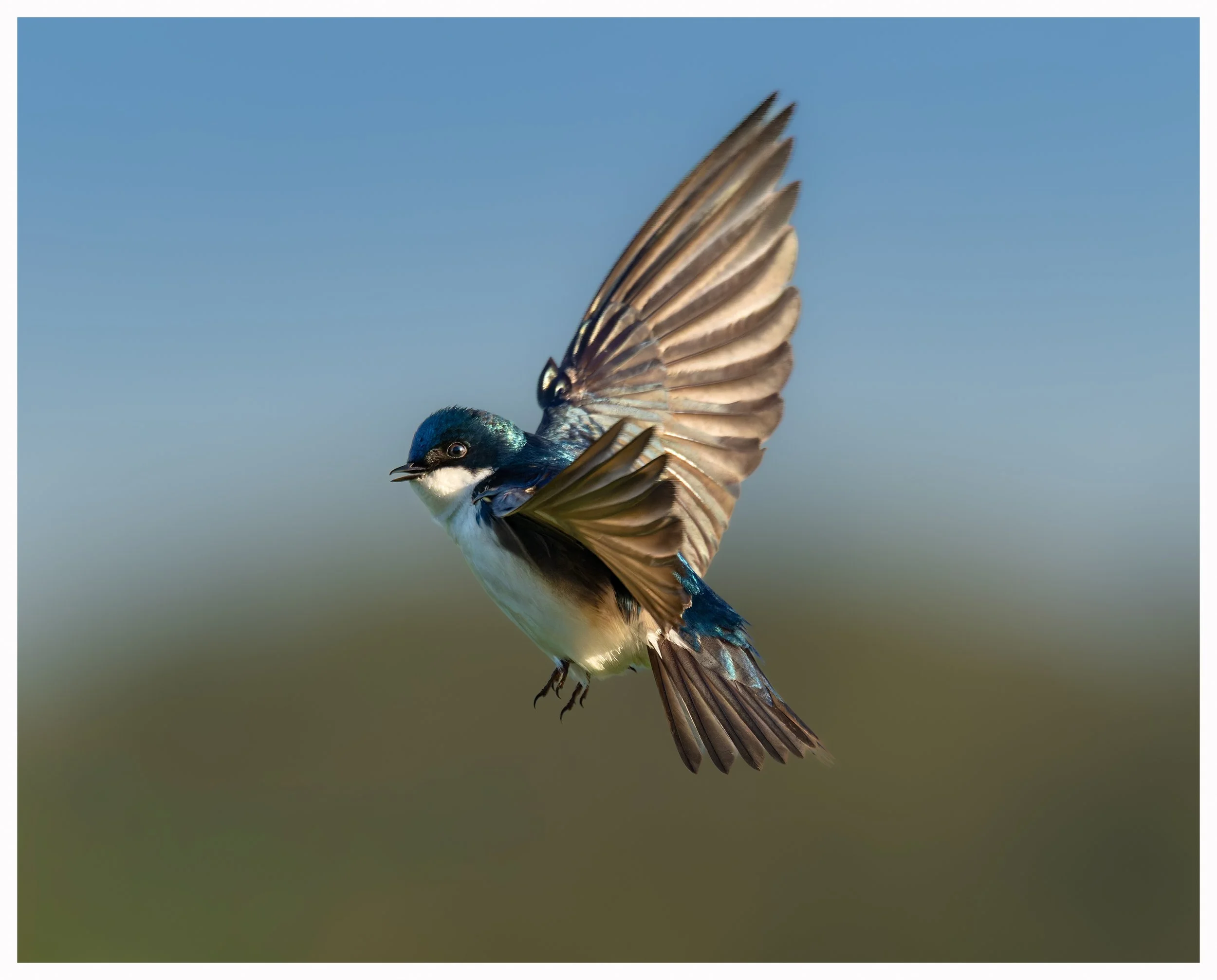 Swallow35.jpg