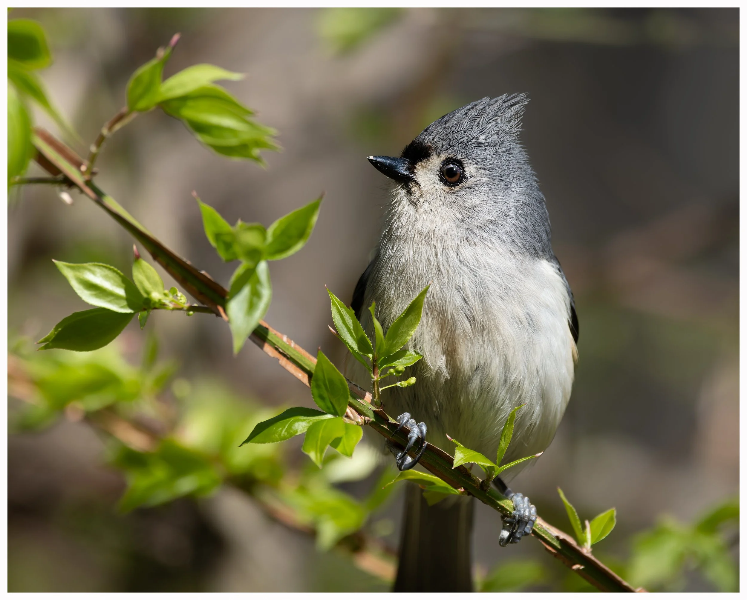 Bird32.jpg