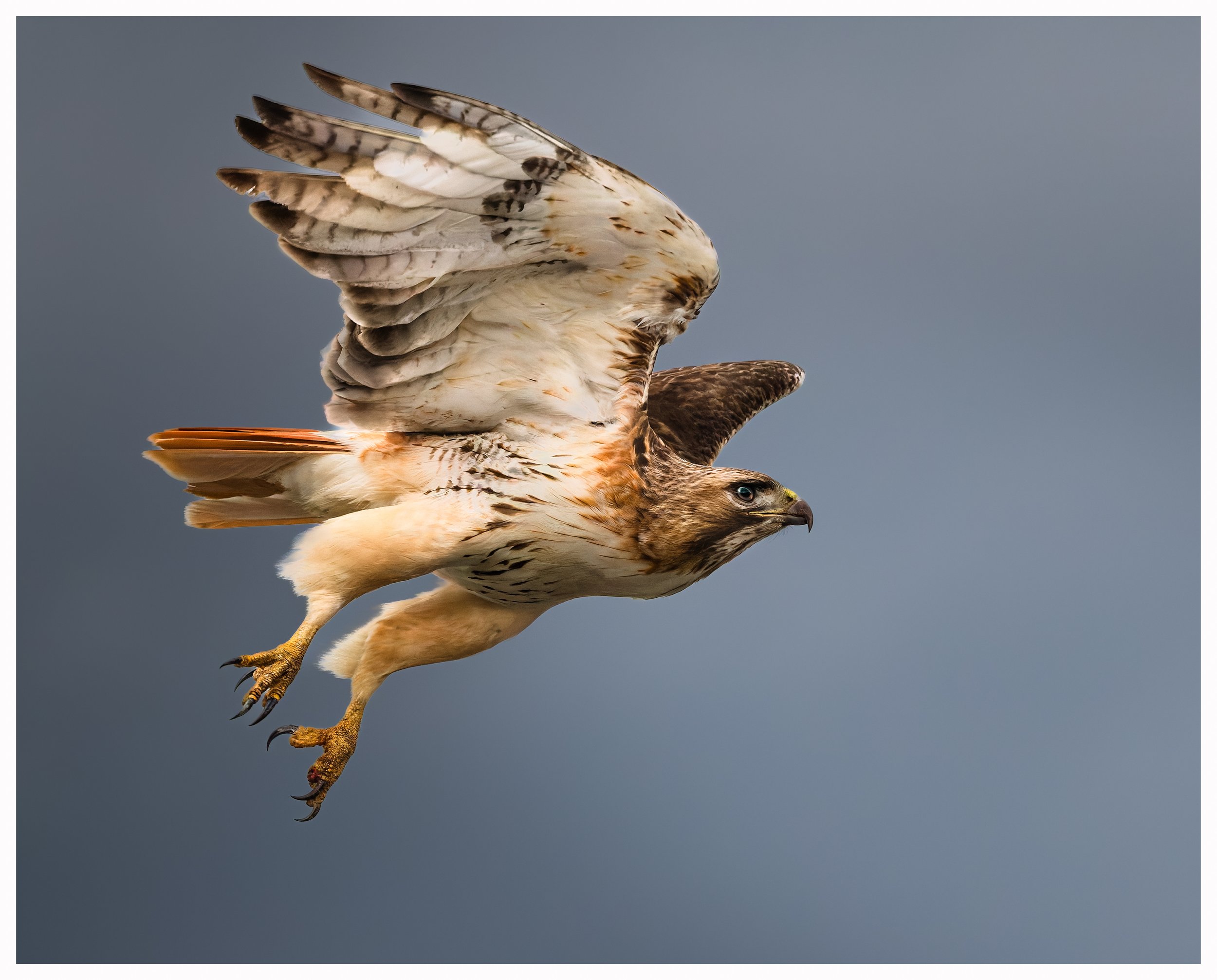 Hawk21.jpg