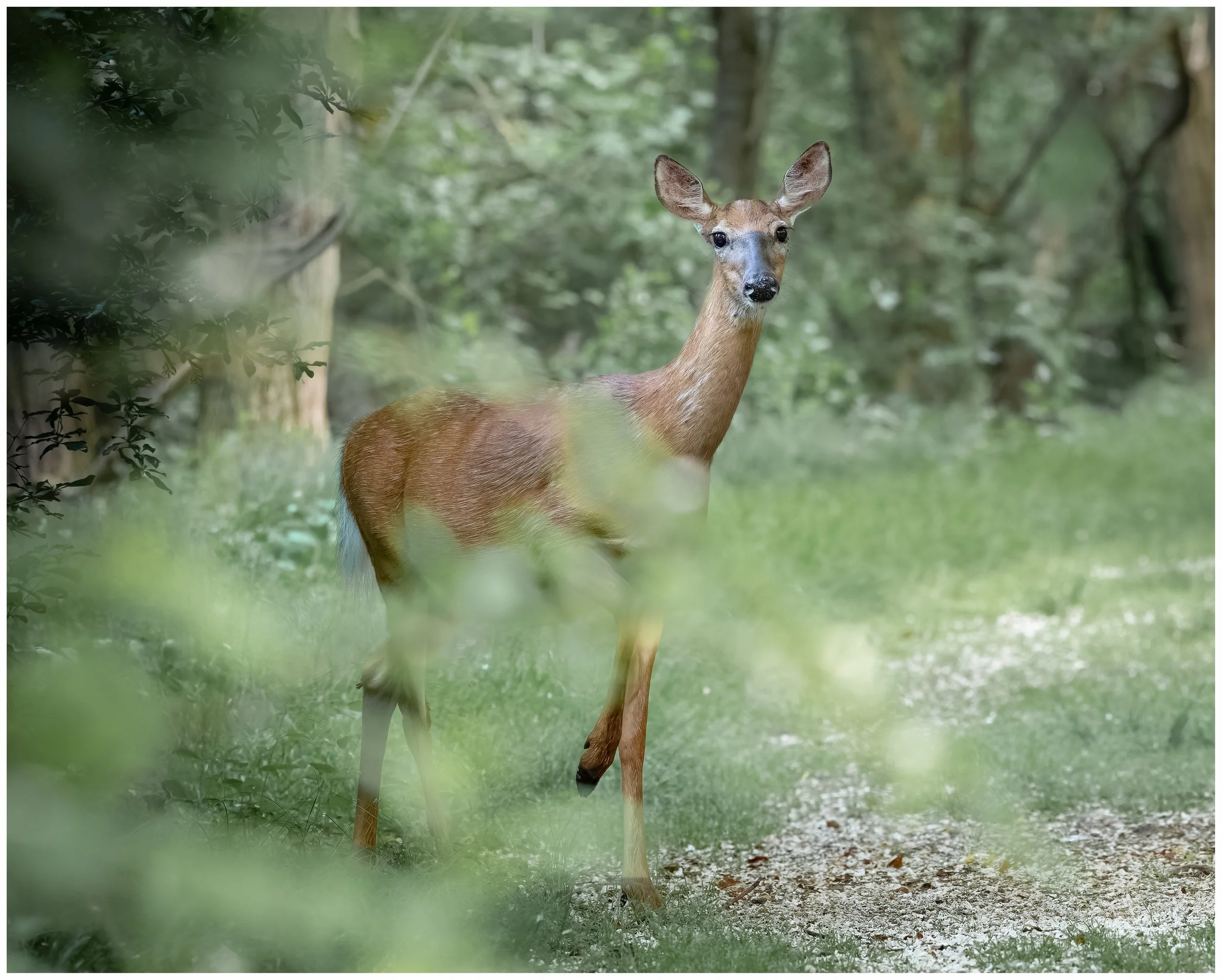 Deer 5.jpg