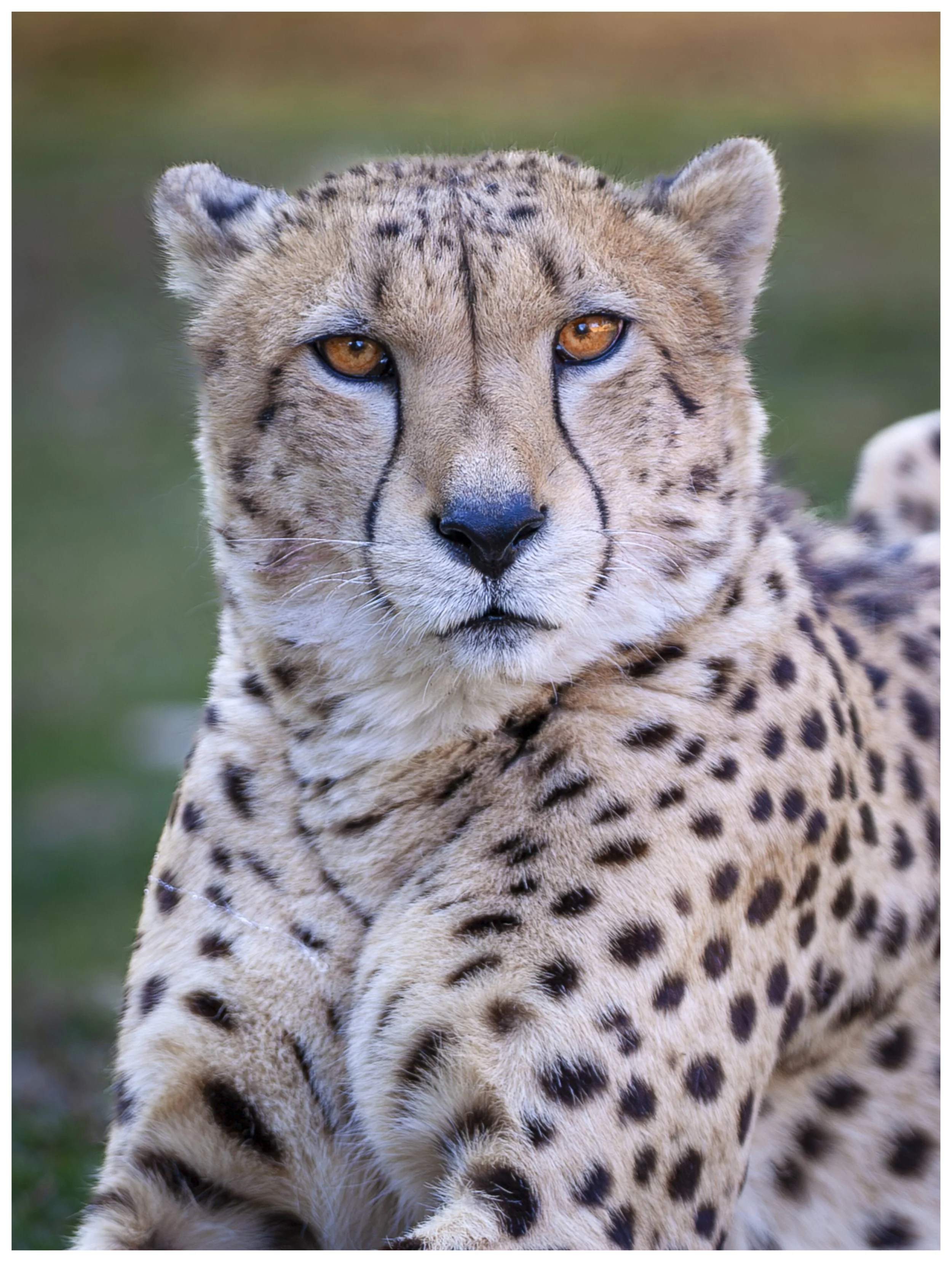 Cheeta-.jpg
